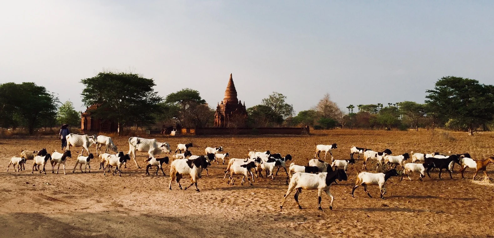 Rebanho em bagan, Myanmar. Foto: Patti Neves