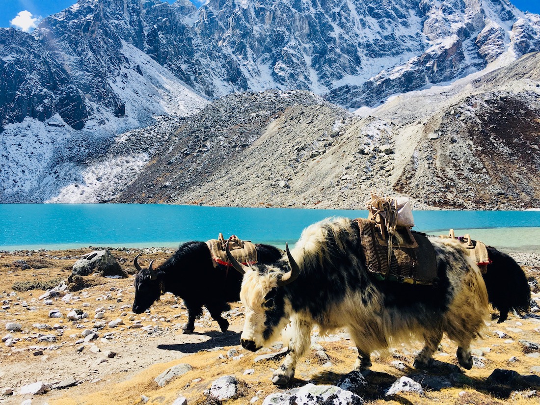 Iaques no Gokyo lake. Foto: Patti Neves