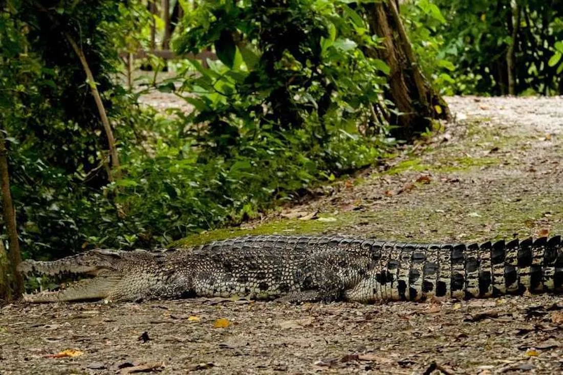 Crocodilo no parque de Sungei Buloh. Foto: Richard Seah/Straits Times