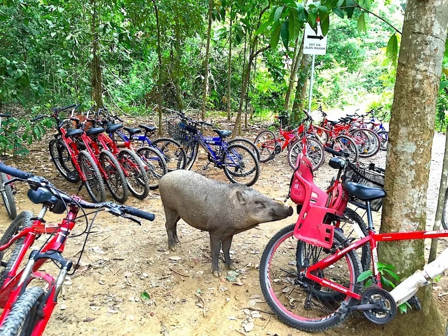 Curioso Javali em Ubin. Foto: Patti Neves