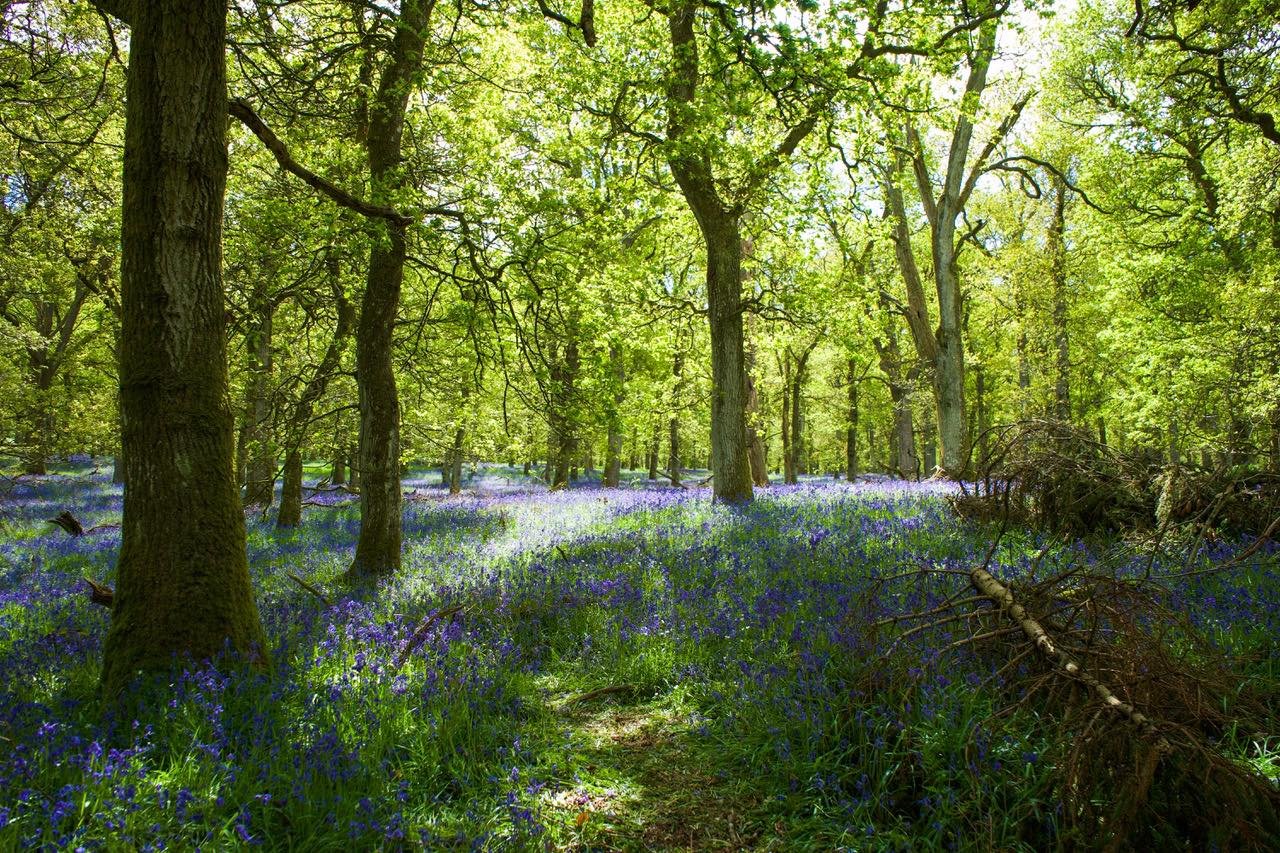 Love this bluebell shot from last year! How are they looking near you? 

#perthshirescotland #scotlandscenery #theperthshiremagazine #kinclaven #kinclavenbluebellwood #bluebellwoods