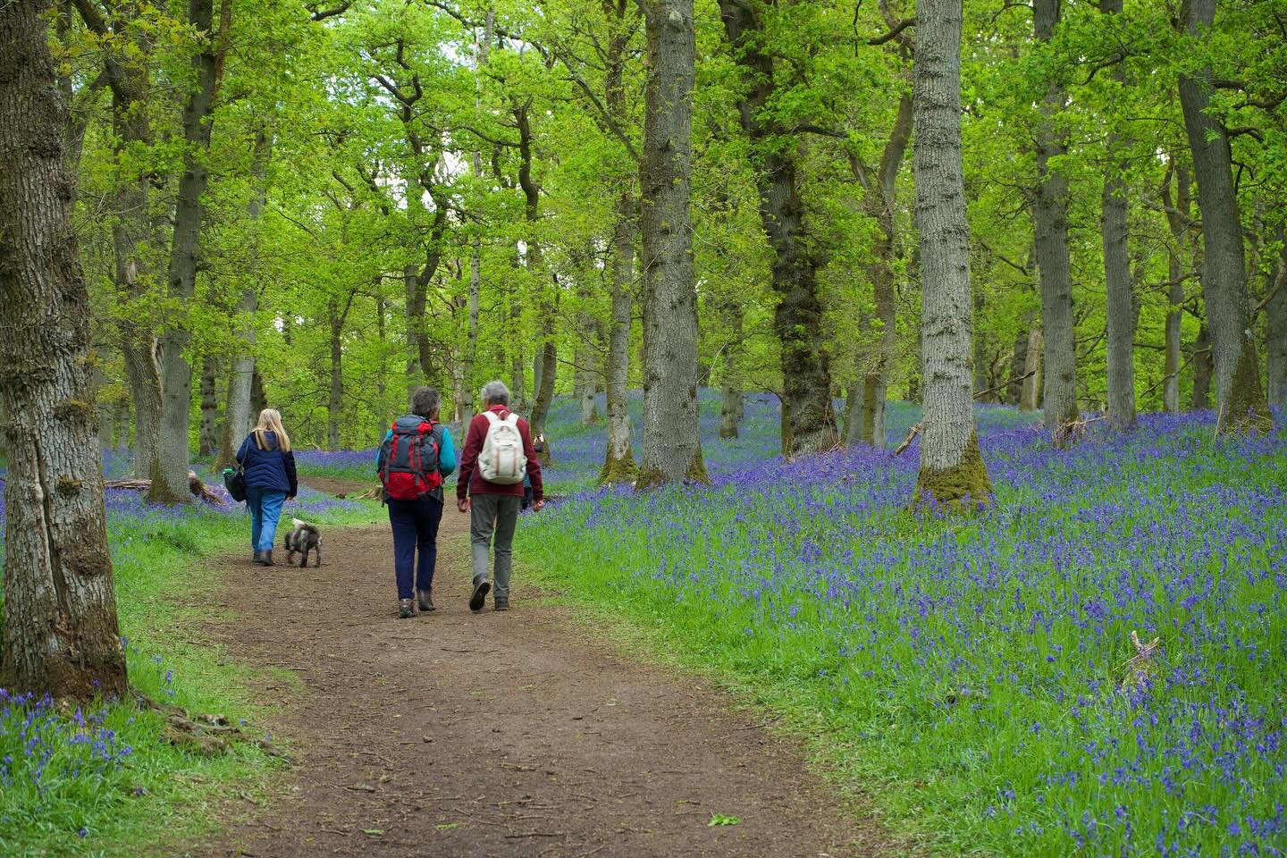 Have you been to see the bluebells yet? 

#perthshire #scotland #theperthshiremagazine #theperthshiremediaco #bluebells