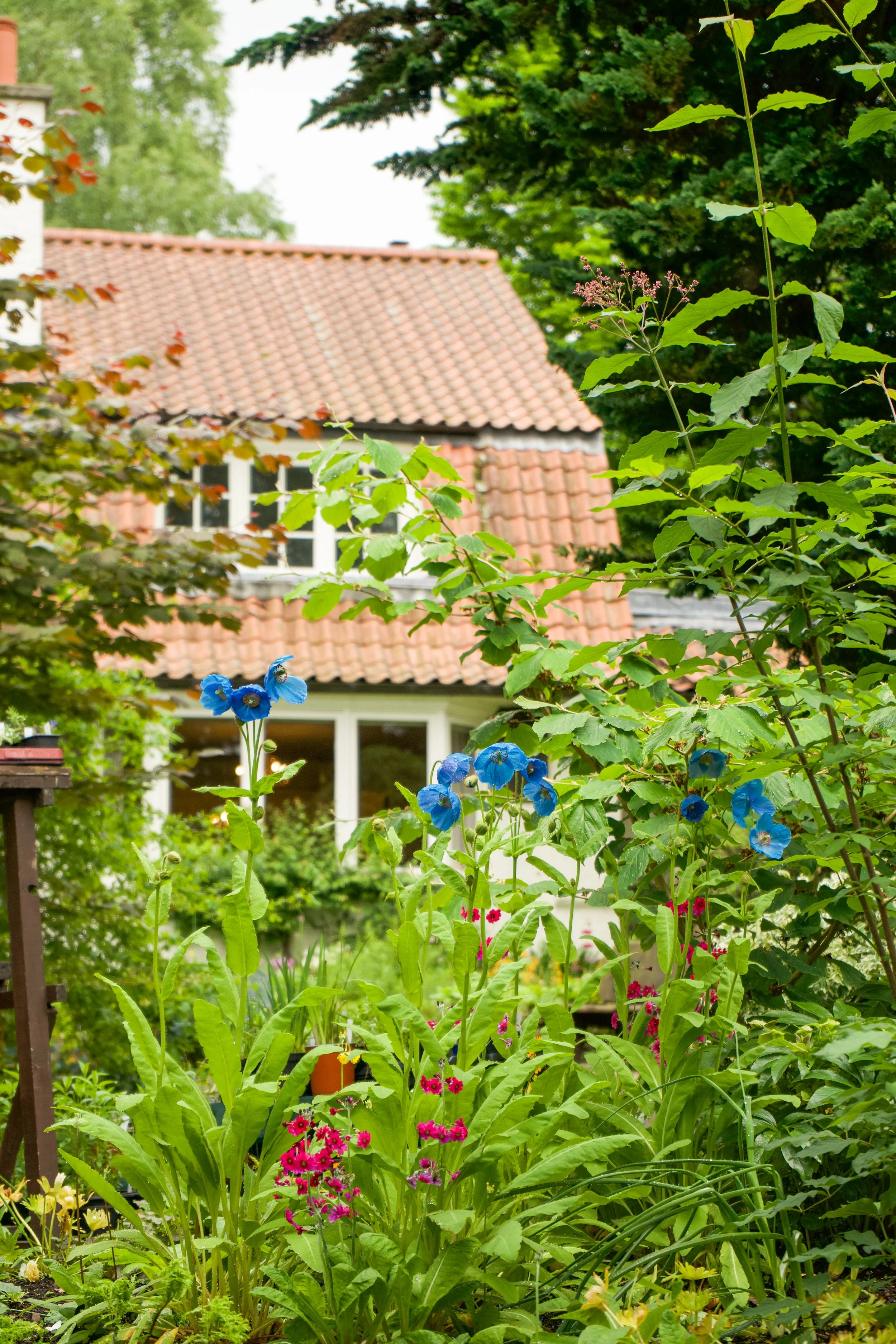Visiting Branklyn Garden in Perth