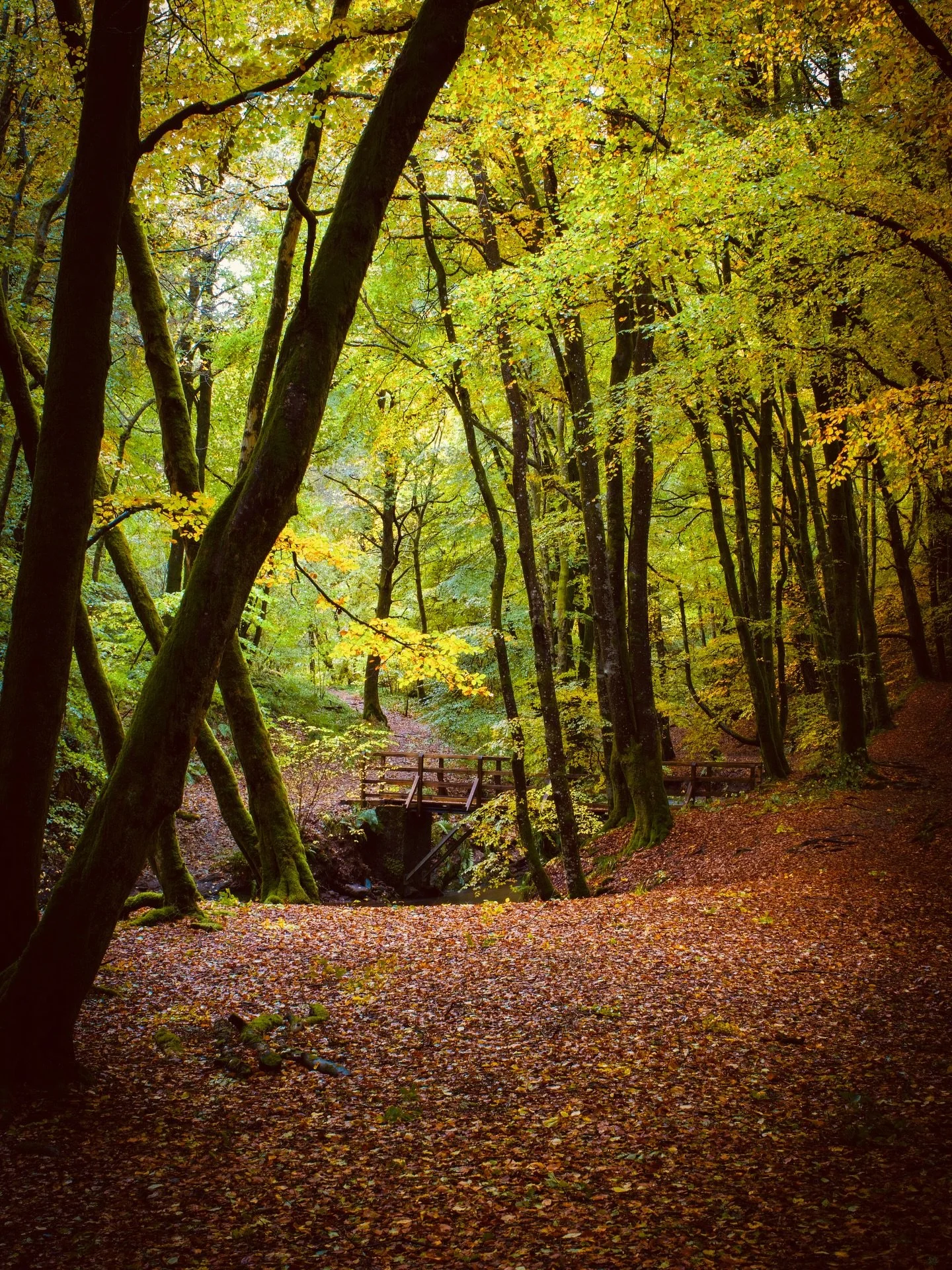 What&rsquo;s your favorite, 1 or 2?

#perthshire #scotland #theperthshiremagazine #autmn
