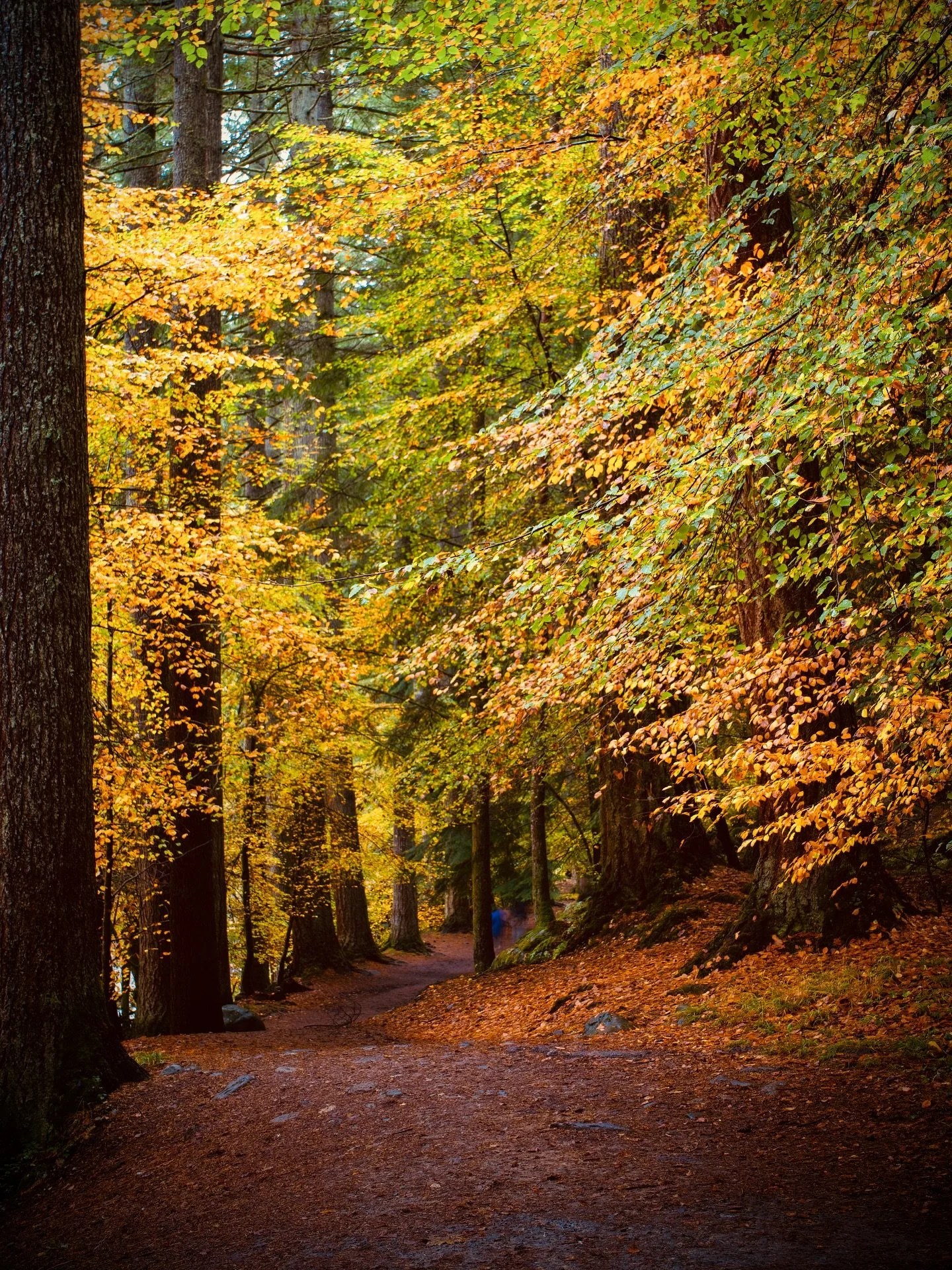 We think Perthshire does autumn quite well! 

#theperthshiremagazine #autumn #perthshire #scotland