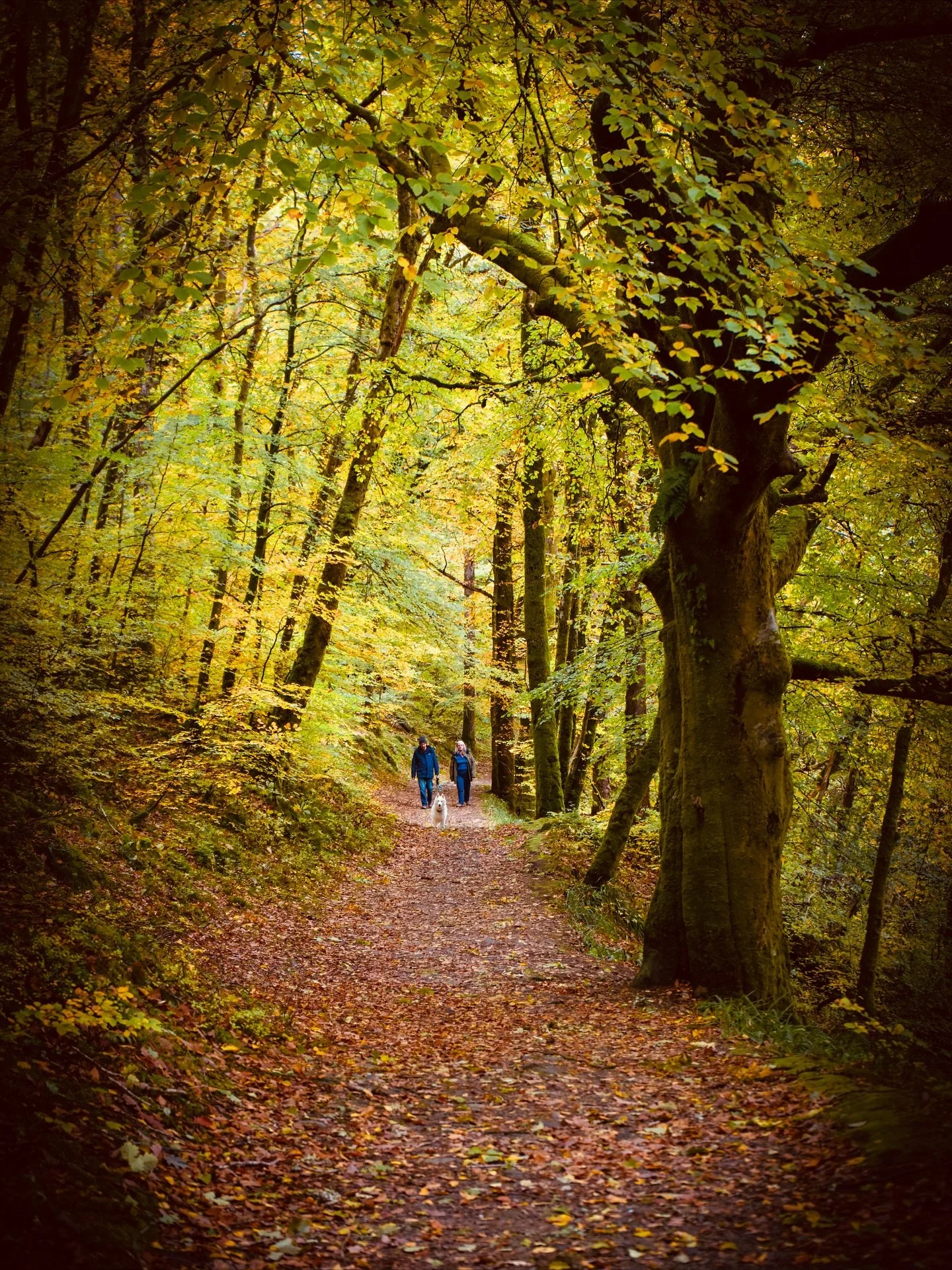 Autumn walks, Devil&rsquo;s Cauldron.

#perthshire #scotland #autmn #theperthshiremagazine