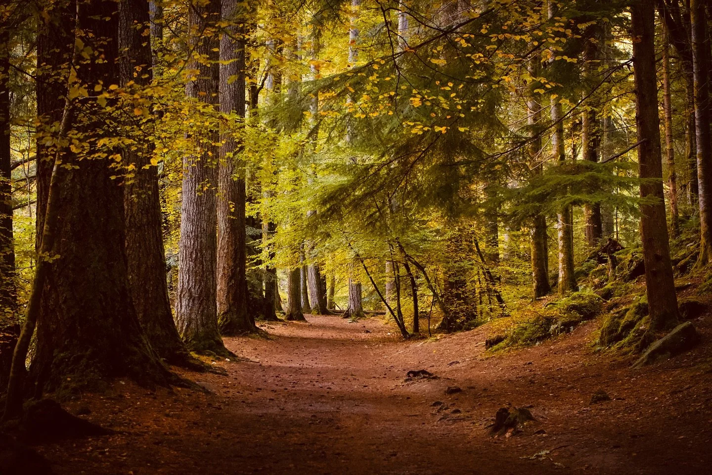 Four photos from The Hermitage, Dunkeld. Which one is your favorite? 

#scotland #perthshire #theperthshiremagazine