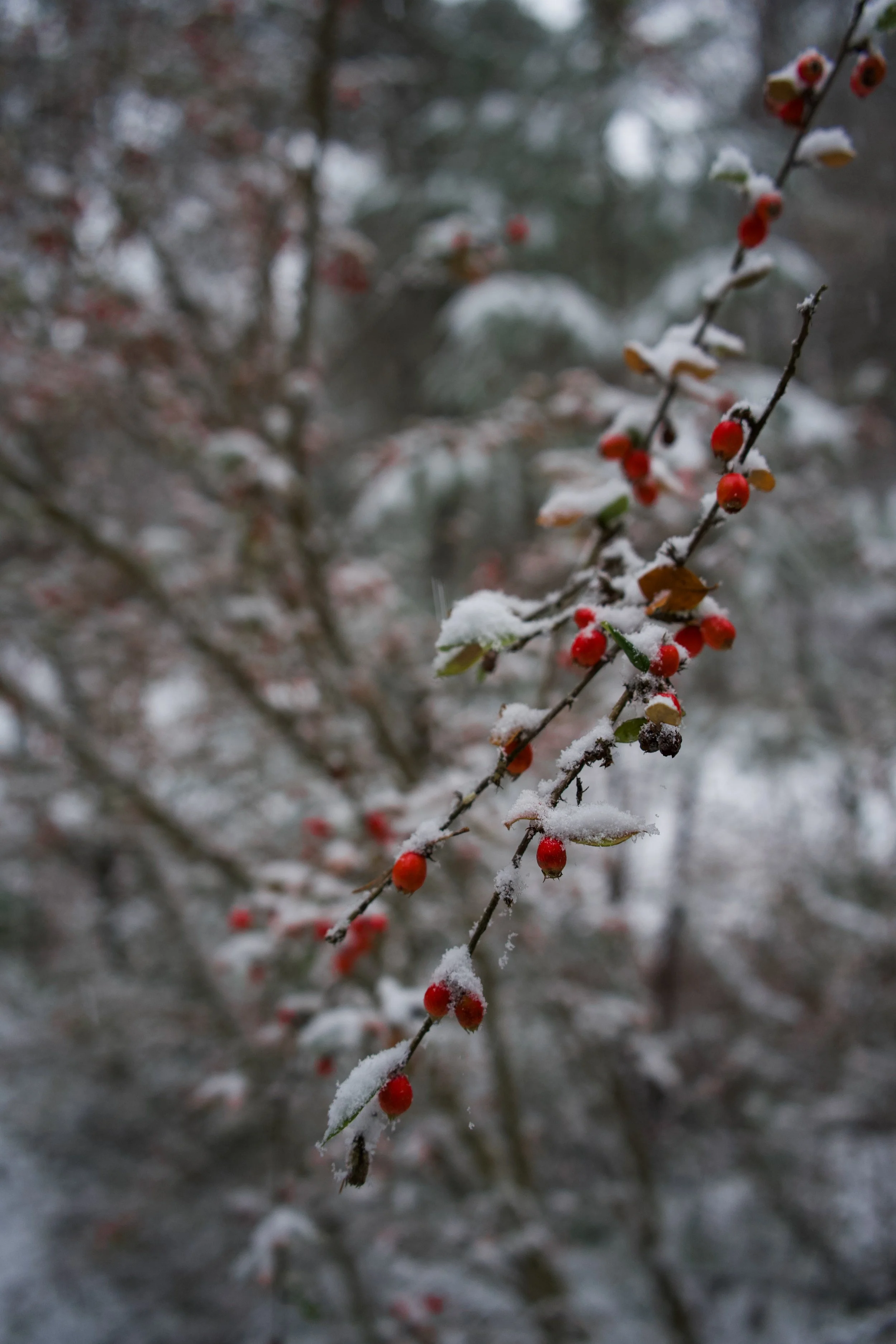 5 Favourite Things About Winter in Perthshire