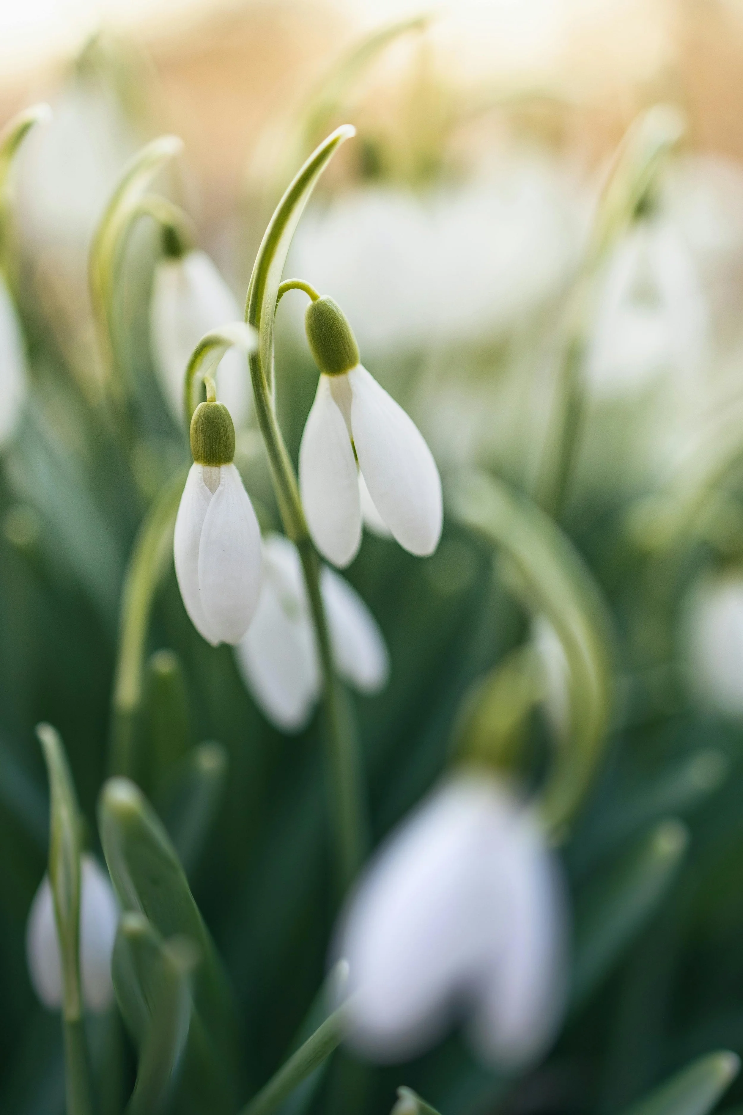 Where to See Snowdrops in Perthshire 