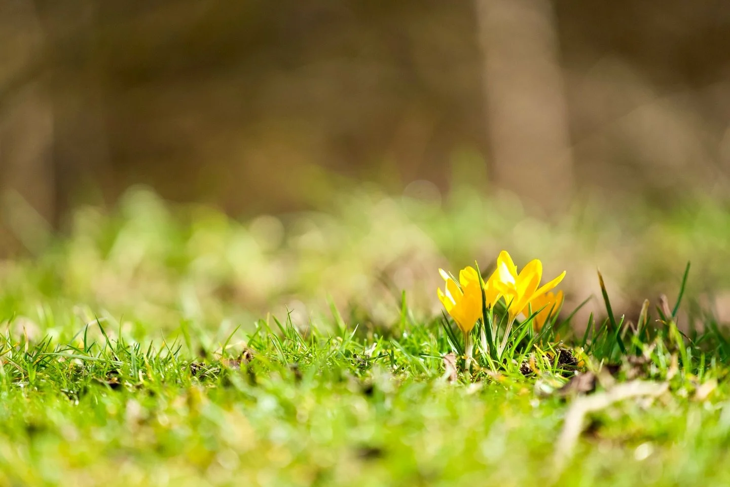Shall we all pretend it&rsquo;s not raining anymore and it&rsquo;s spring already? What do you think? 

#perthshire #theperthshiremagazine #scotland #springtime