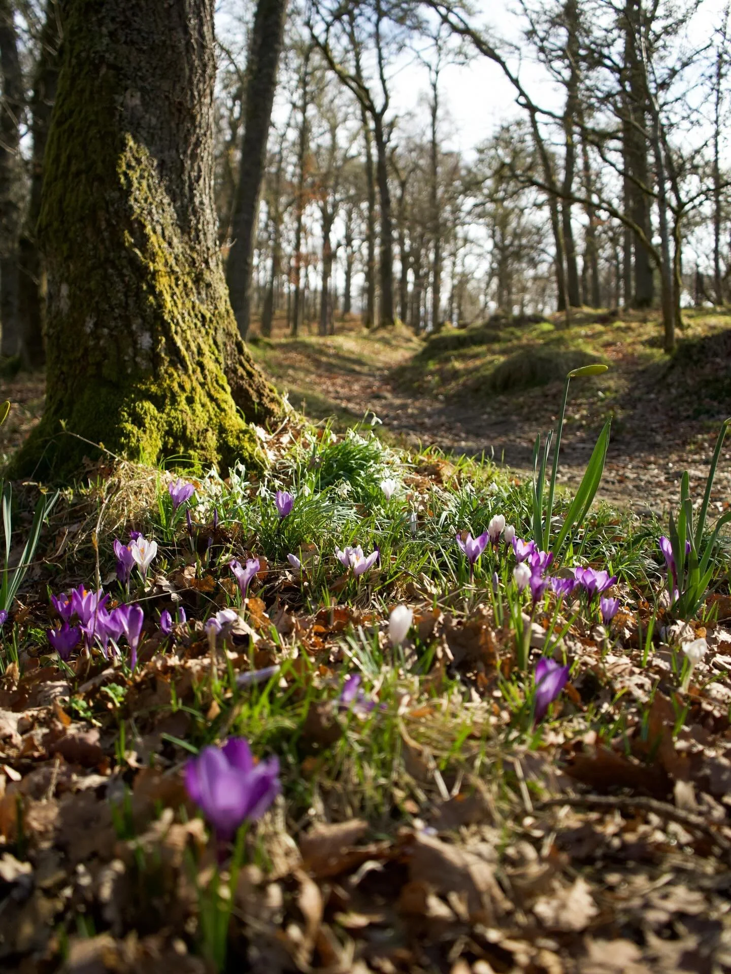 We love this photo from a few years ago of early spring at the Black Spout walk in Pitlochry. 

Did you know that as well as creating great photos, articles and social media posts for our magazine, we also offer these services to local businesses as 