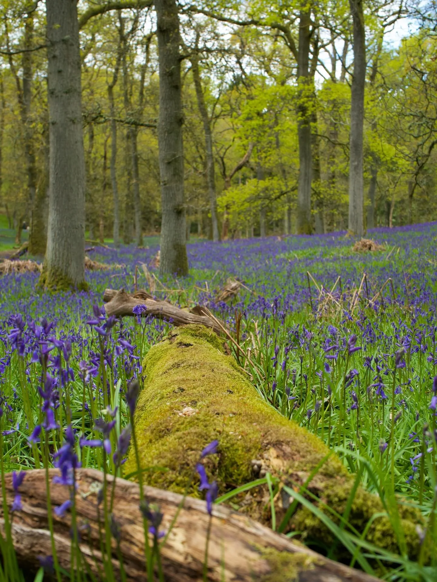 Tomorrow is the first of the month, which means our next newsletter will be hitting your inboxes! 

Be sure to take a look at a summary of our most recent articles, including 5 of the best spring activities in Perthshire, and choose which one to read