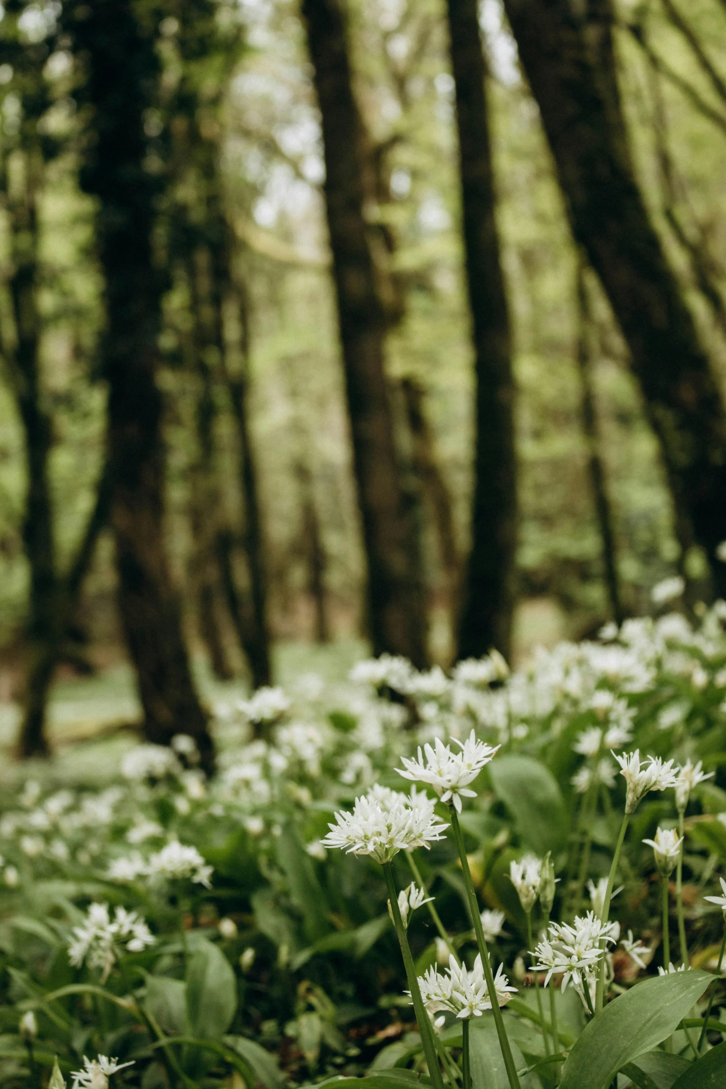 Organising a Spring Treasure Hunt this May