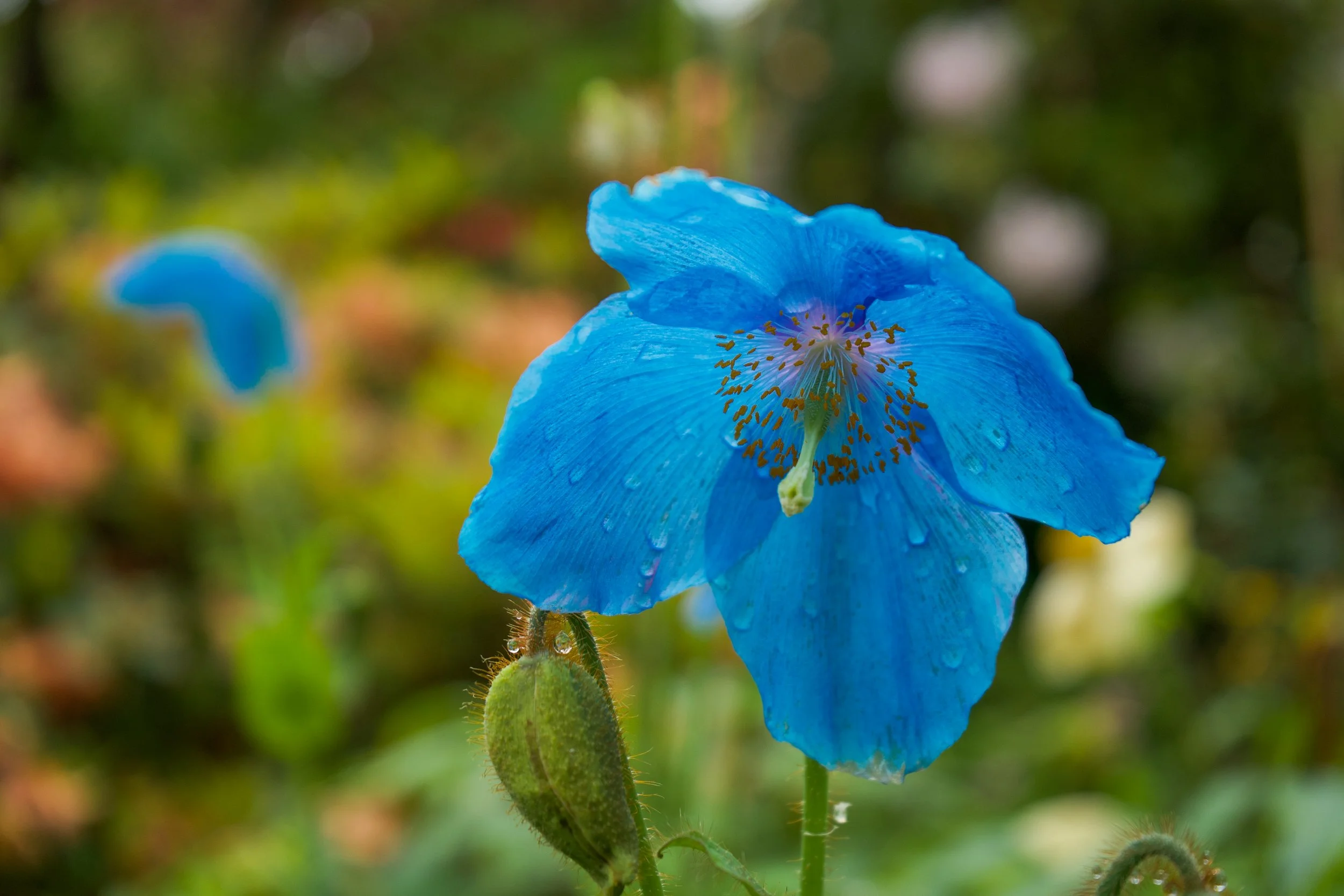 Finding Flowers and Blossoms in Perthshire 