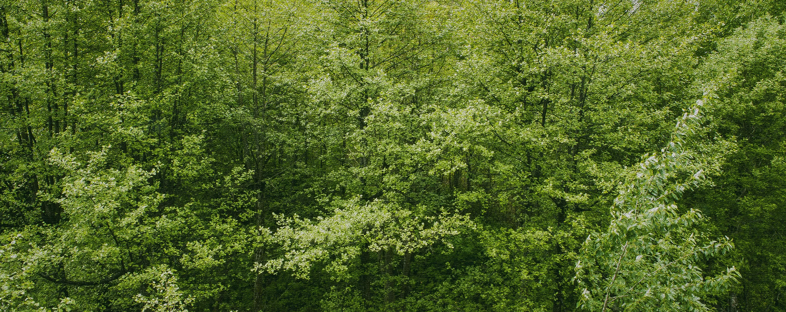 greentrees.jpg