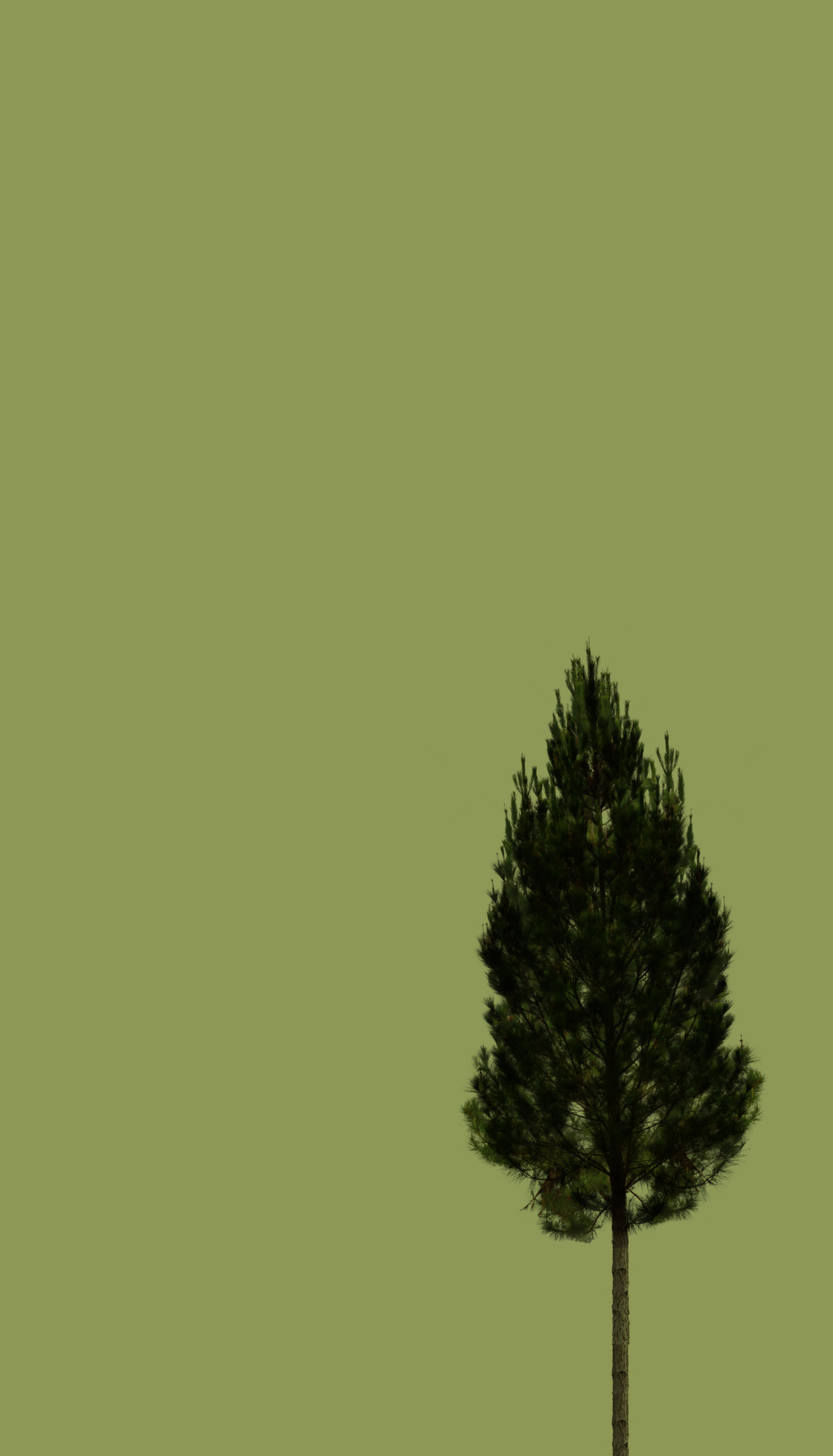tree-background.png