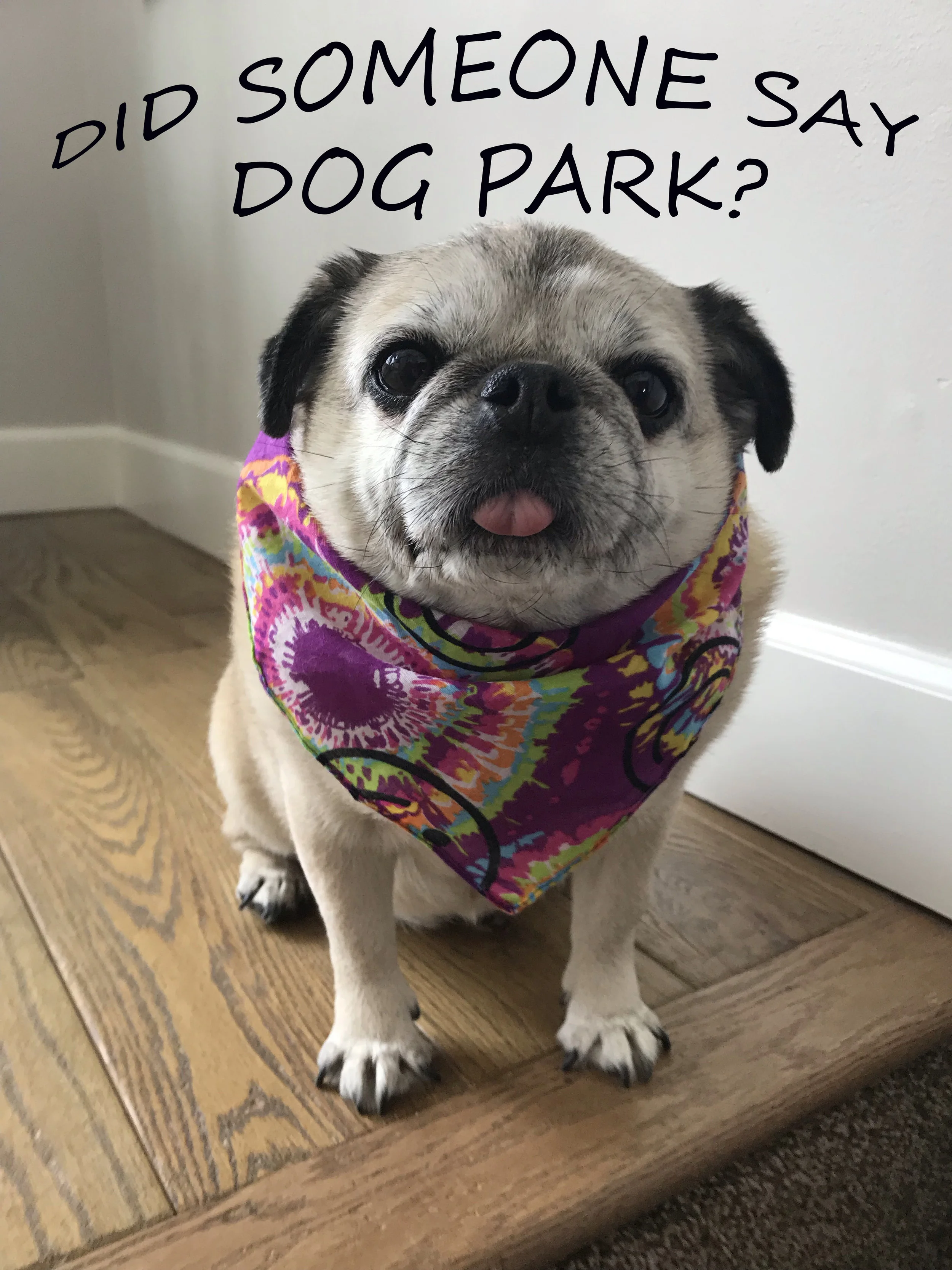 pug copy.jpg