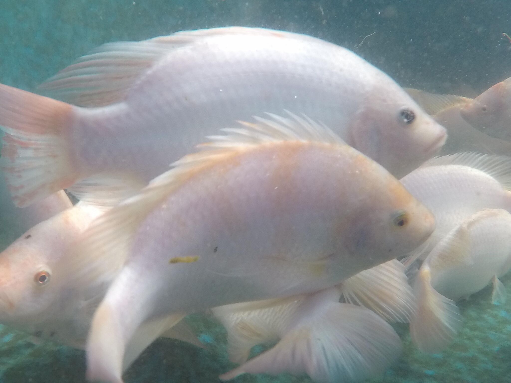 fish4_preview.jpeg