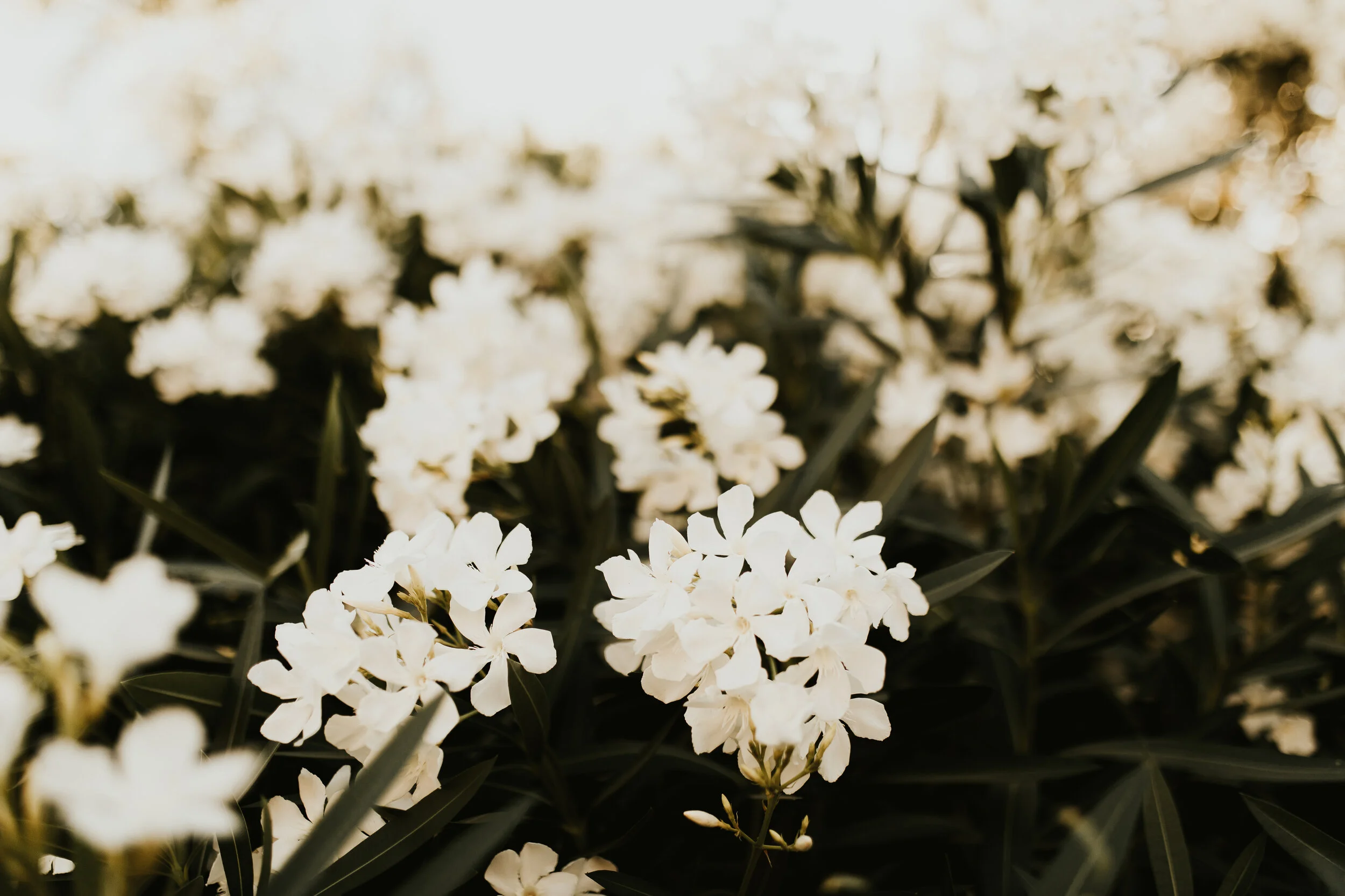 IzzyPhotoFilm-10.jpg