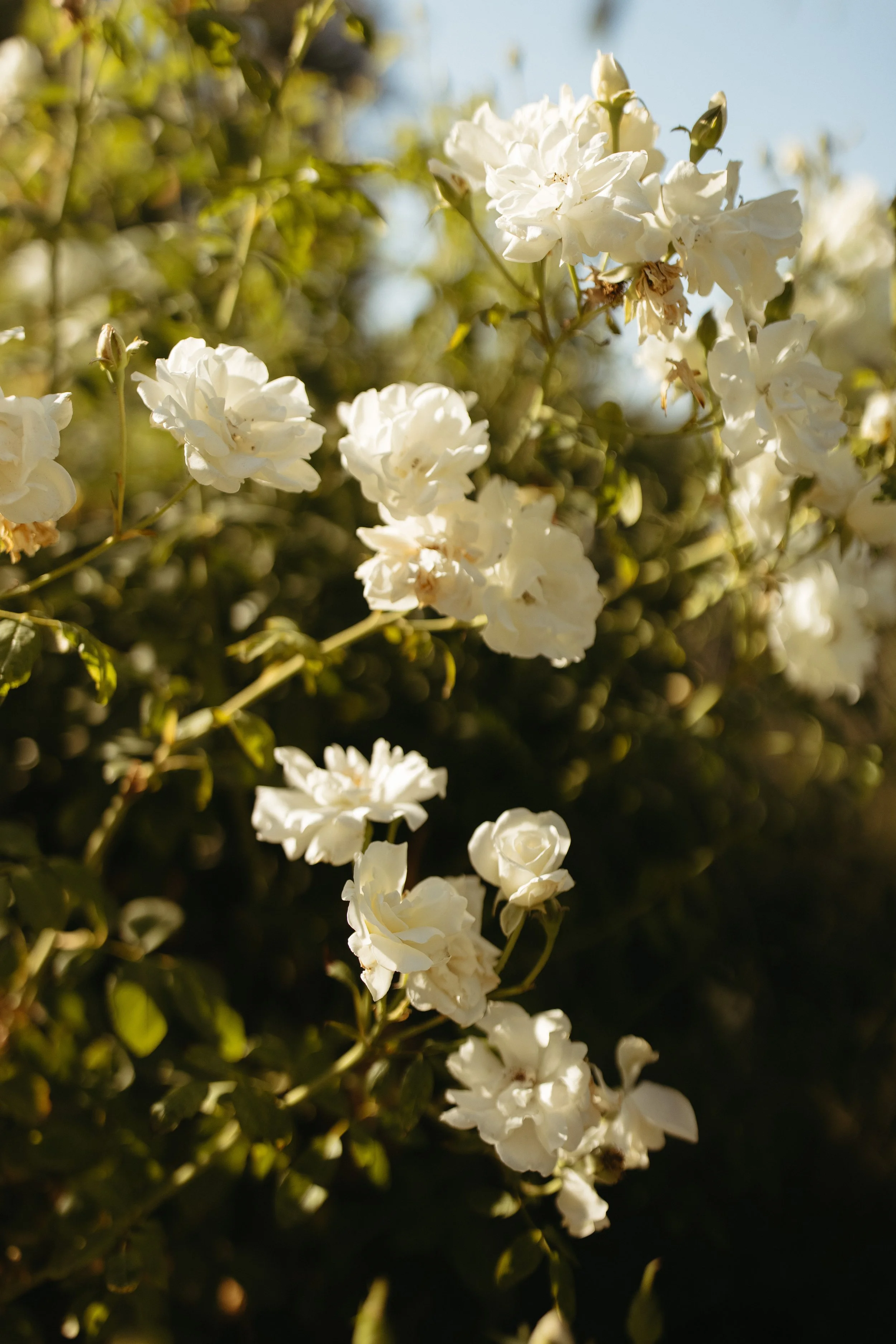 IzzyPhotoandFilm-54.jpg