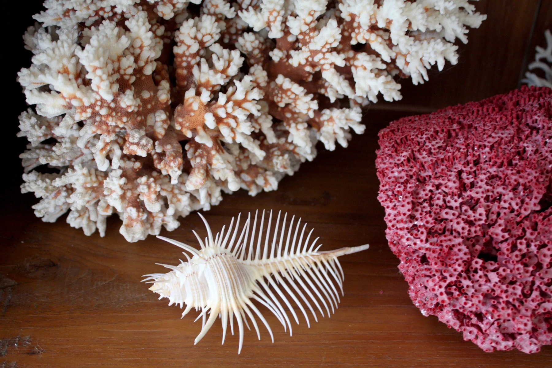 Coral_Web_3_IMG_1707.jpg