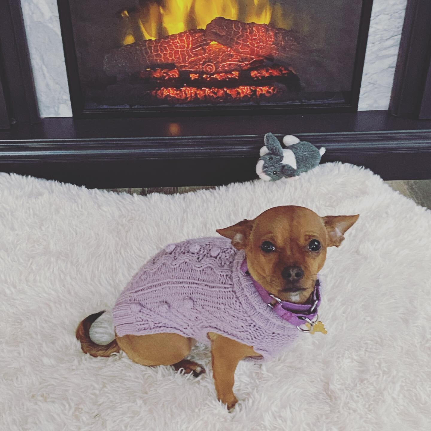 It is for sure sweater weather! ❄️❄️ Pumpkin is trying to conserve heat in front of the electric fire! #dogdad #chihuahuasofinstagram #texasfreeze #texas #snow #cold #coldweather