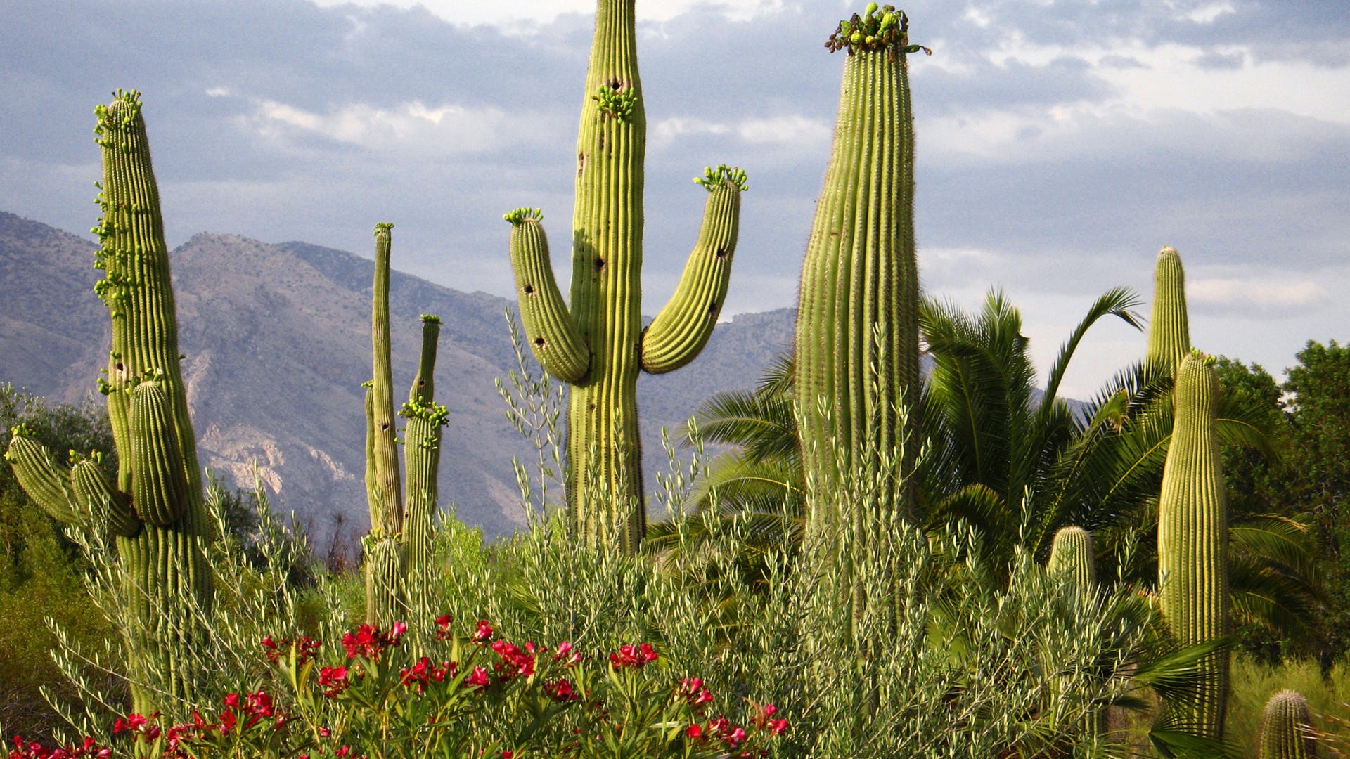 cacti.jpg