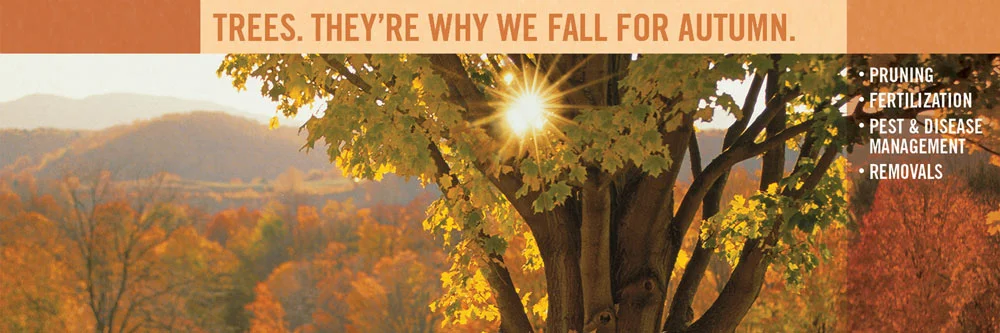 featured_bartlett_autumn_trees.jpg