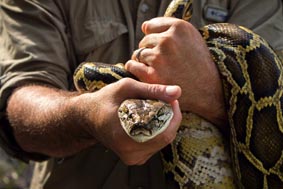 00-Python-Page-Mobile-pic-2.jpg