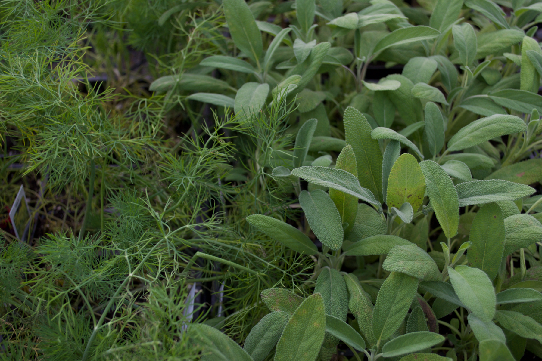 herbs.png