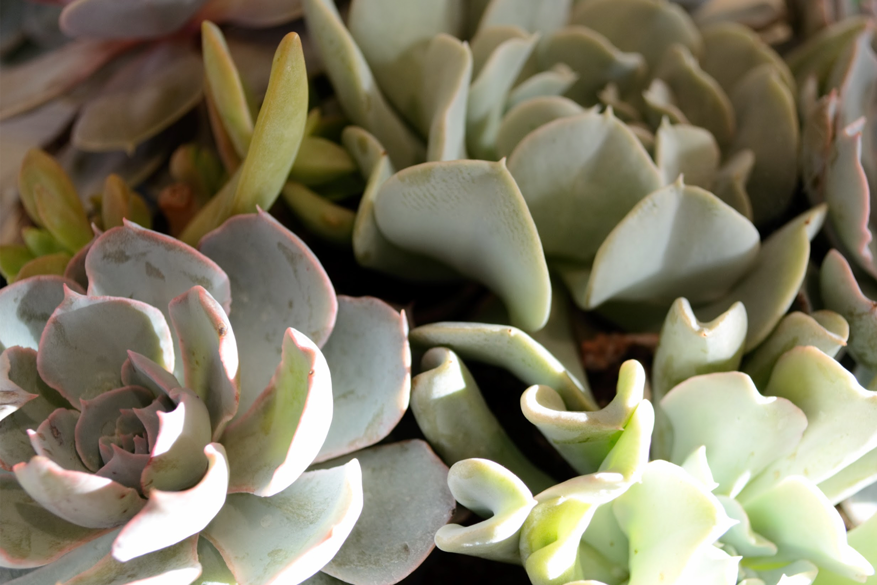 succulents.png