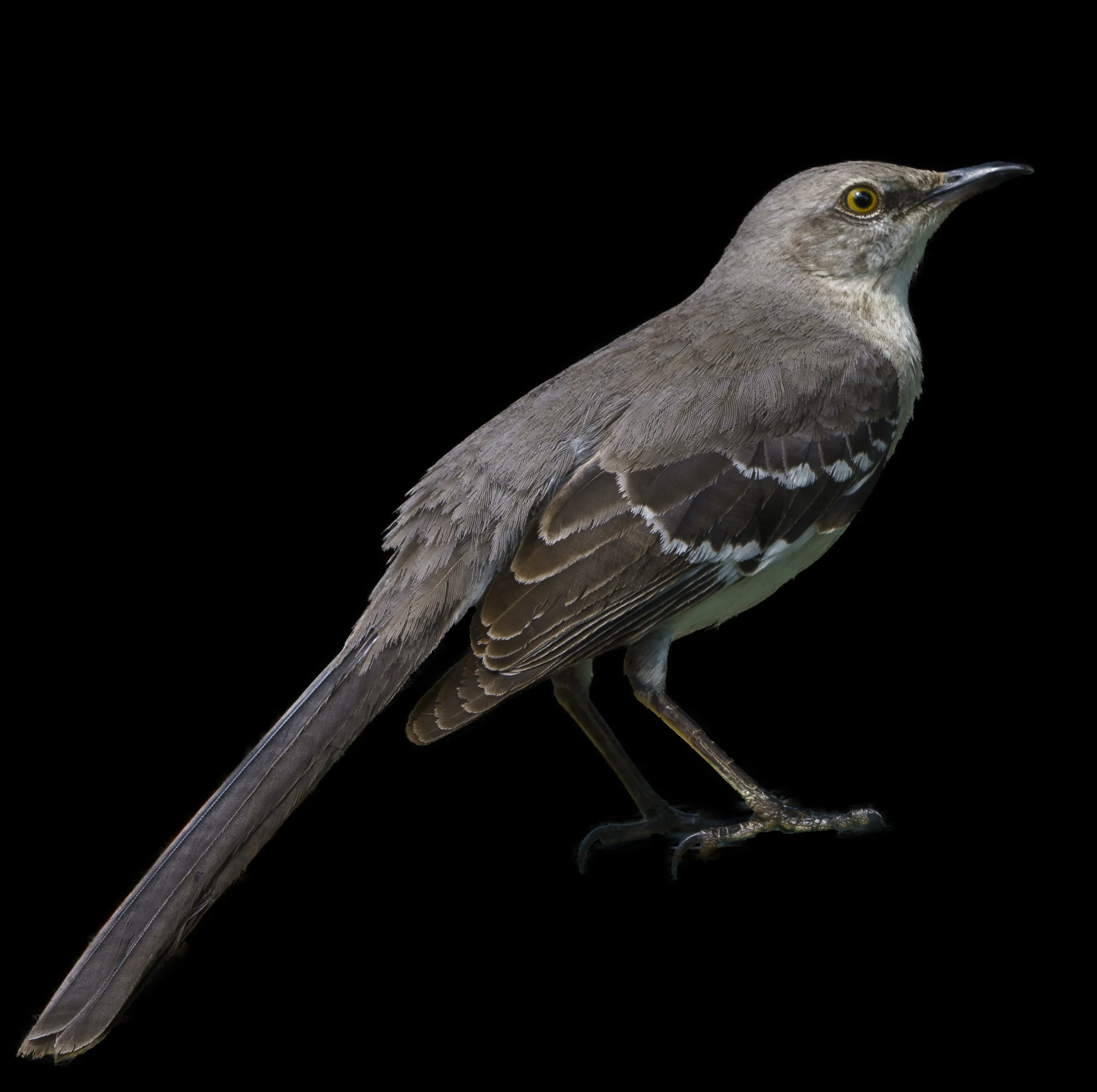 Mockingbird for Website.jpg