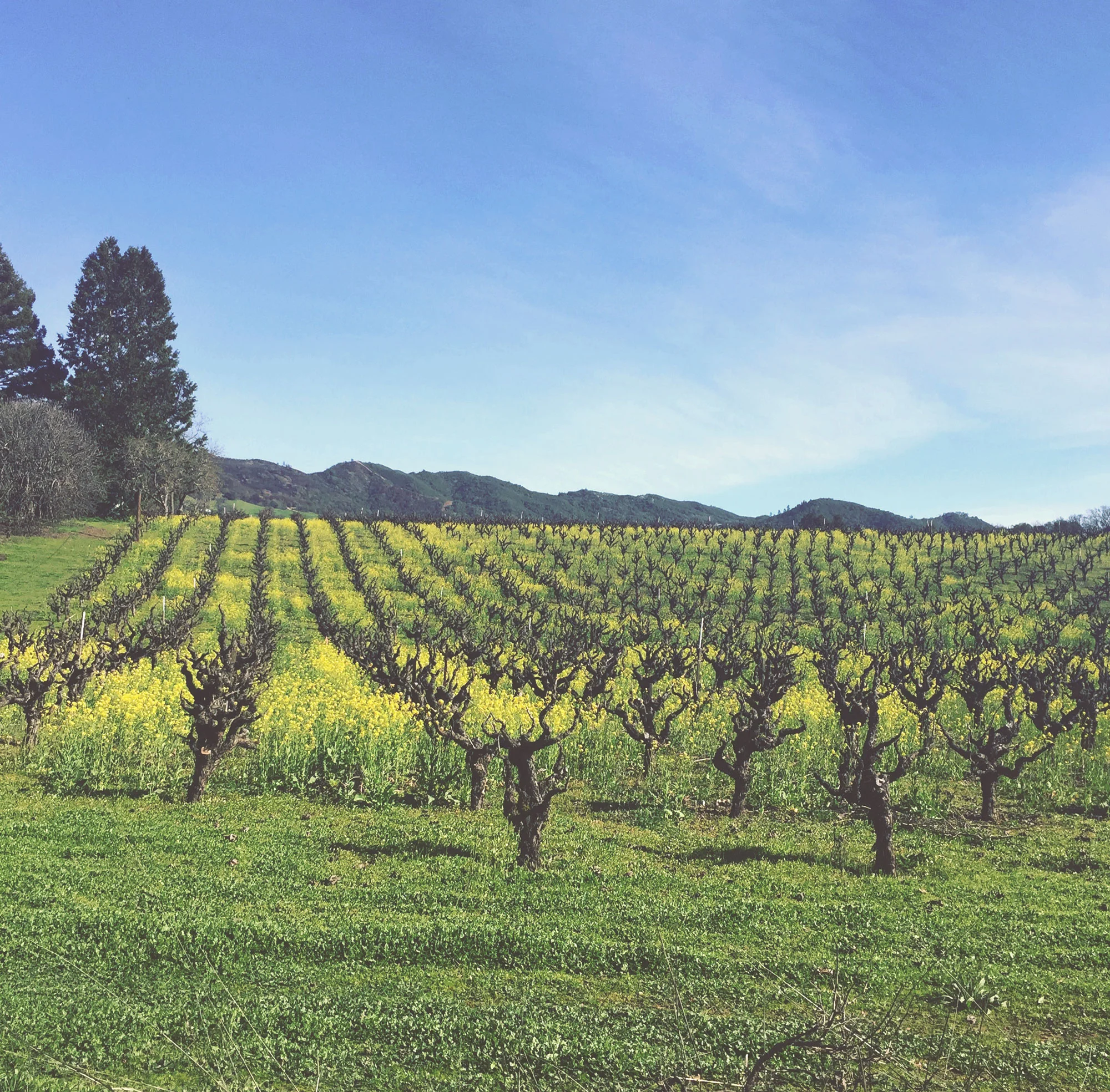 vineyard.jpg
