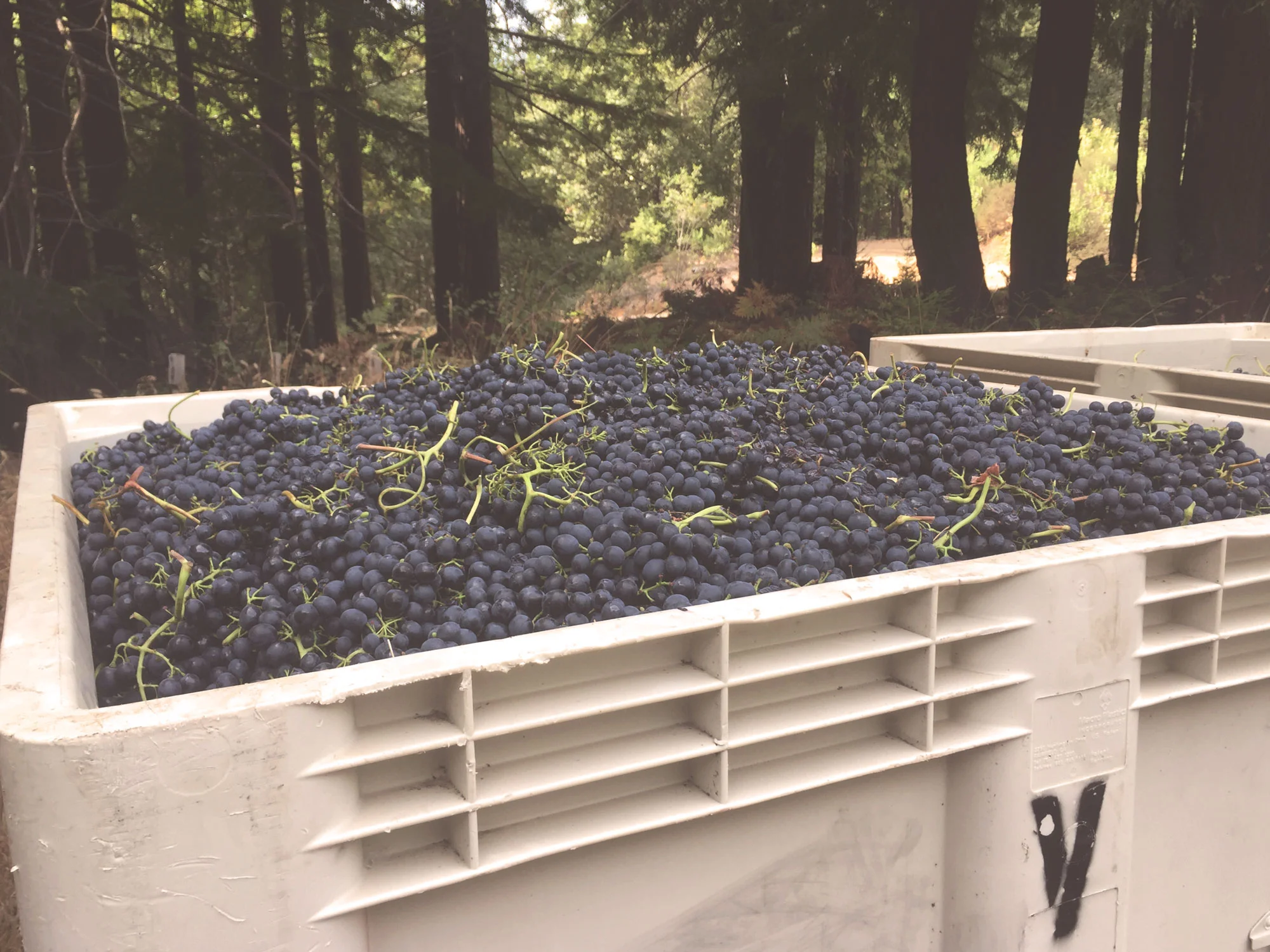 grapesinbin.jpg