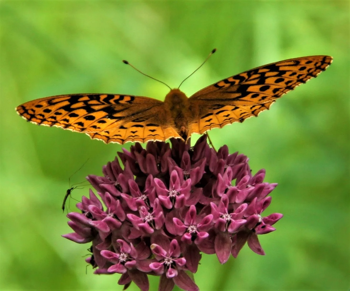 Fritillary on milkweed.jpg
