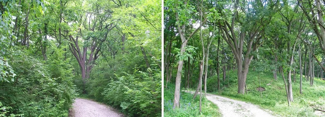 Invasive Plant Removal — Bluestem Ecology