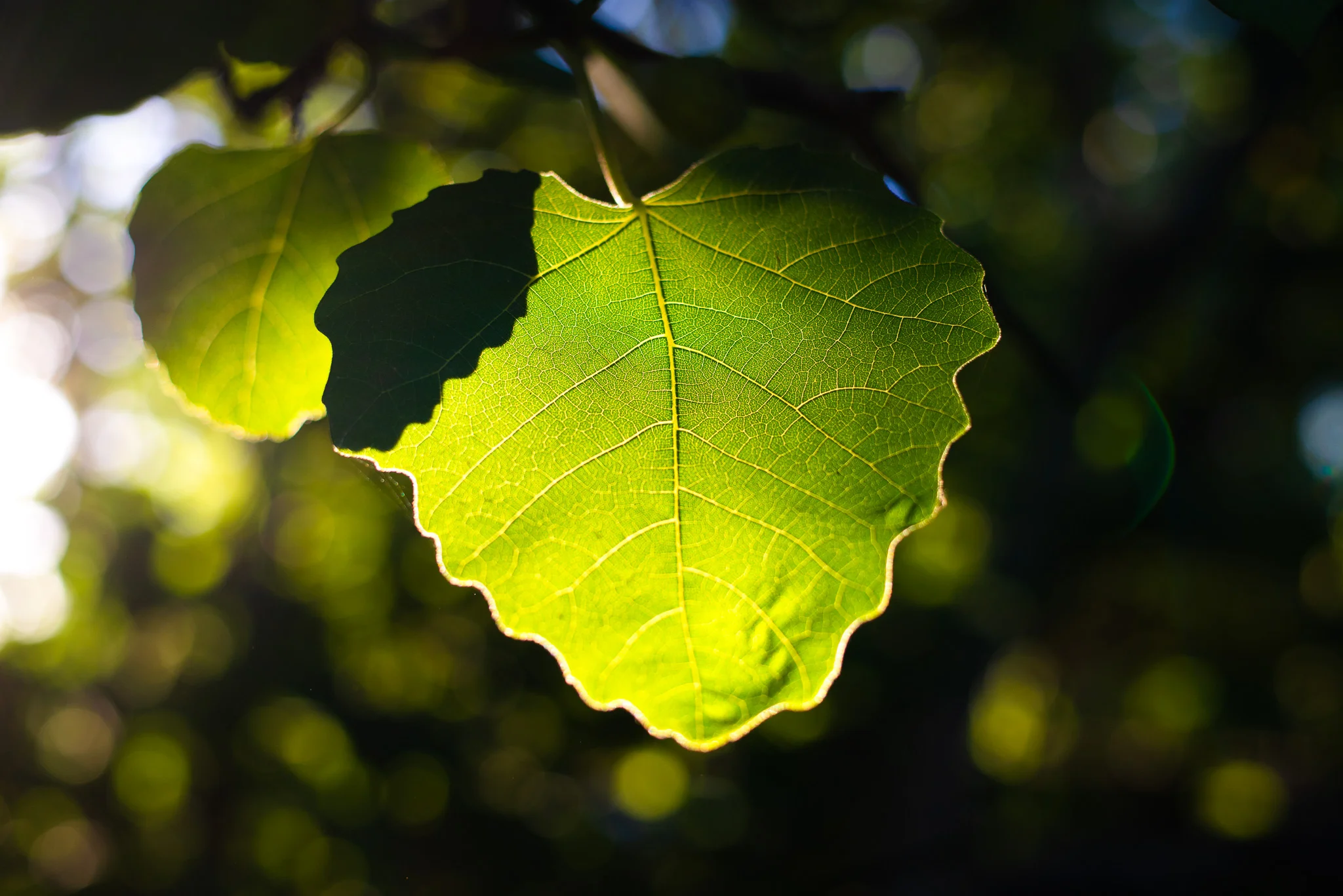 Sep 27 2015DSC_1241-Copyright-Evan-Kaufman-All-Rights-Reserved.jpg