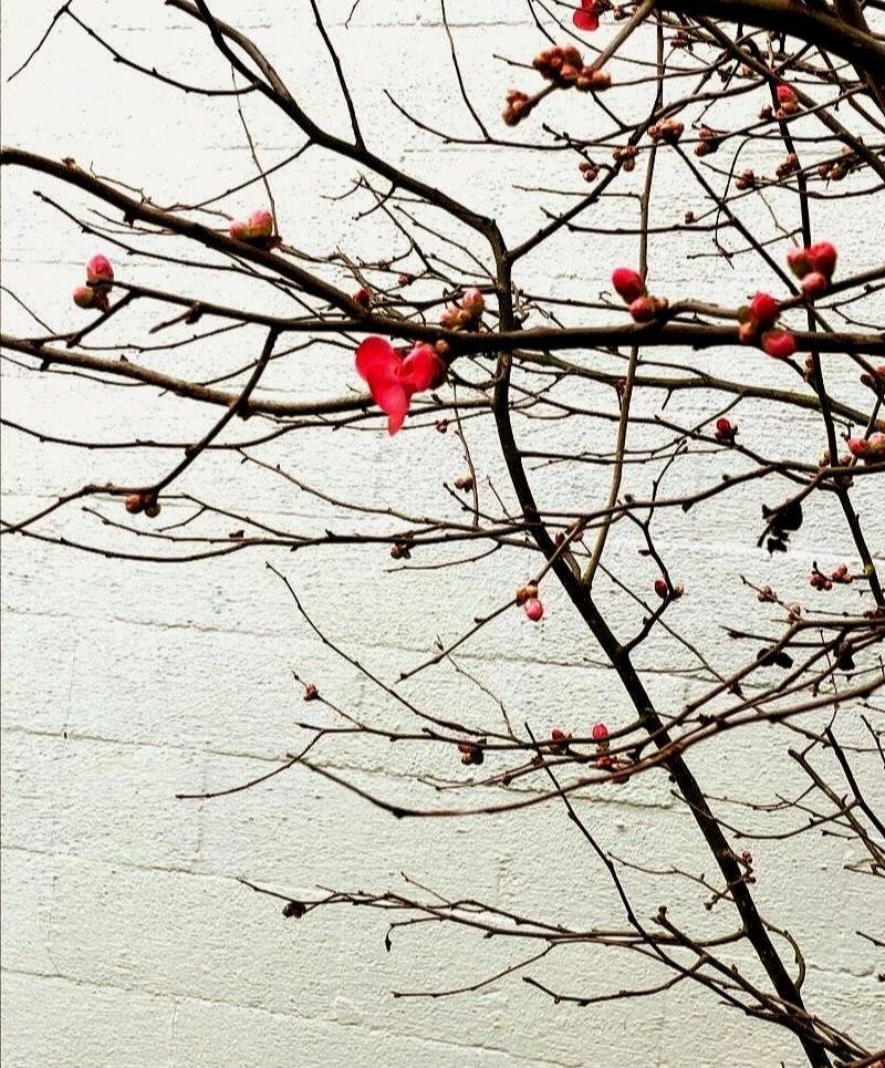 Weekly Bulletin for 2/13/26 - 2/20/26