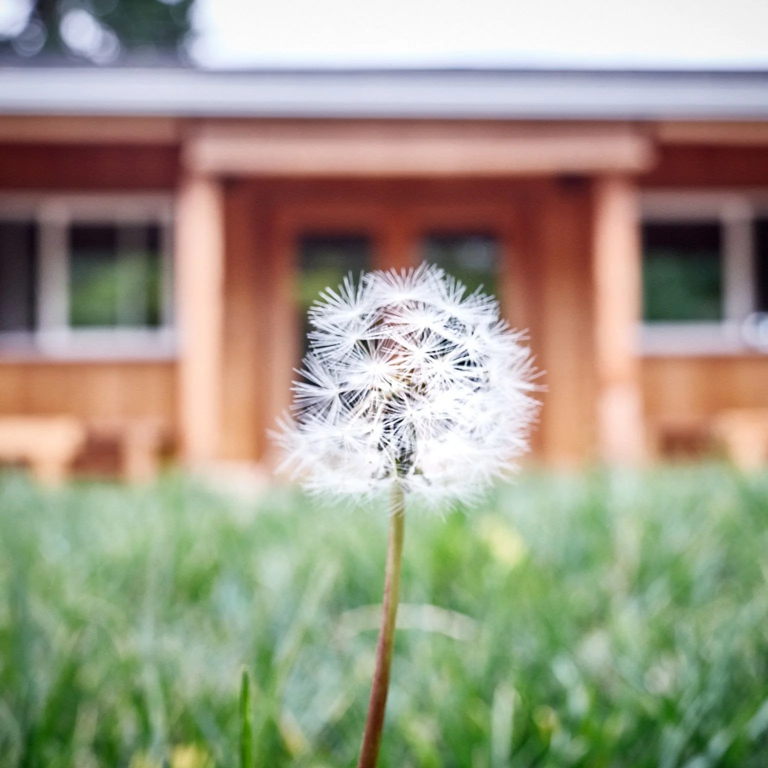 This Sunday:  PARINIRVANA (Buddha’s Entering Final Nirvana) 