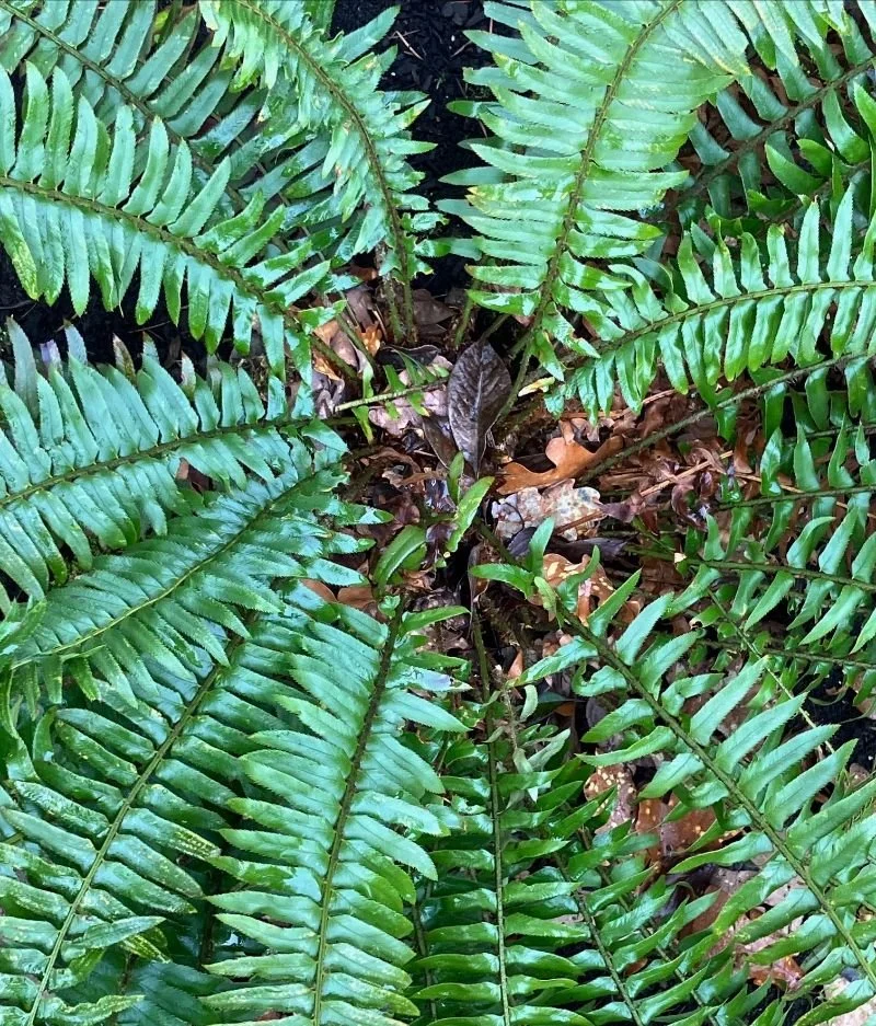 Weekly Bulletin for 3/27/26 - 4/3/26