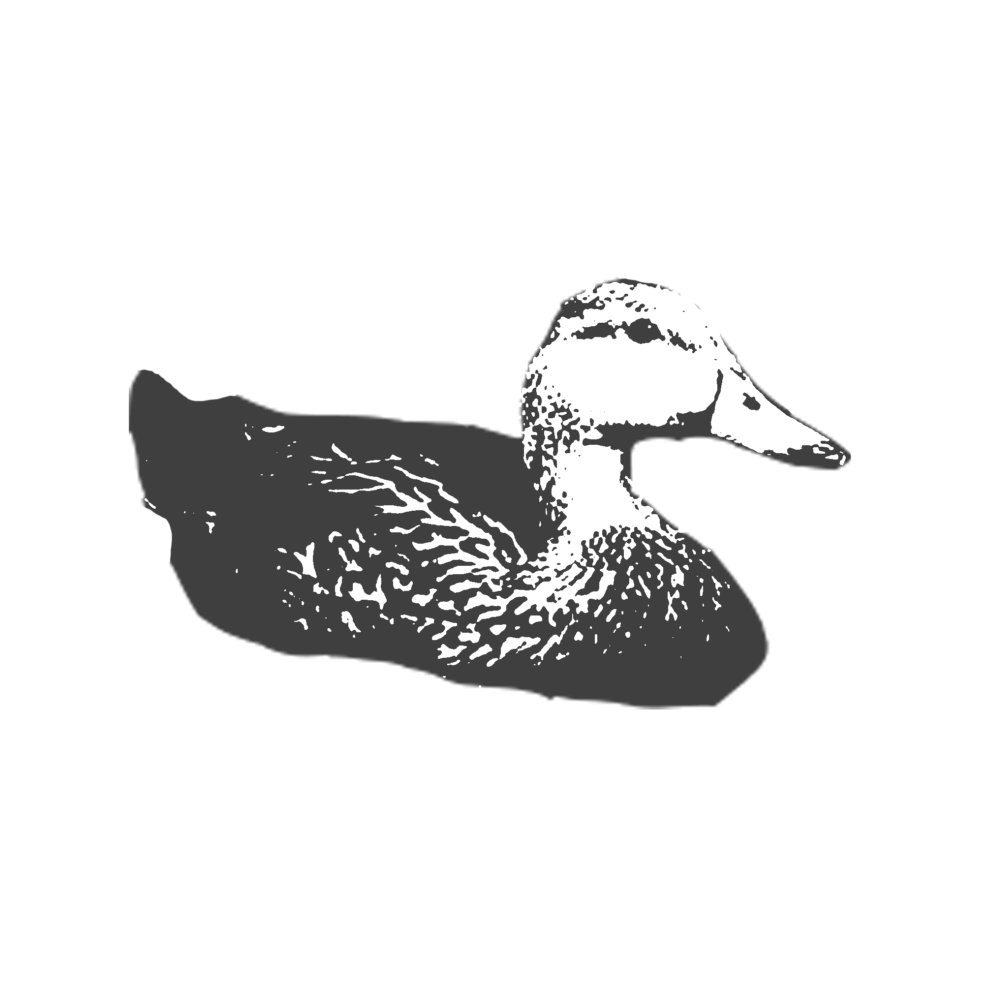 Molted-Duck.png