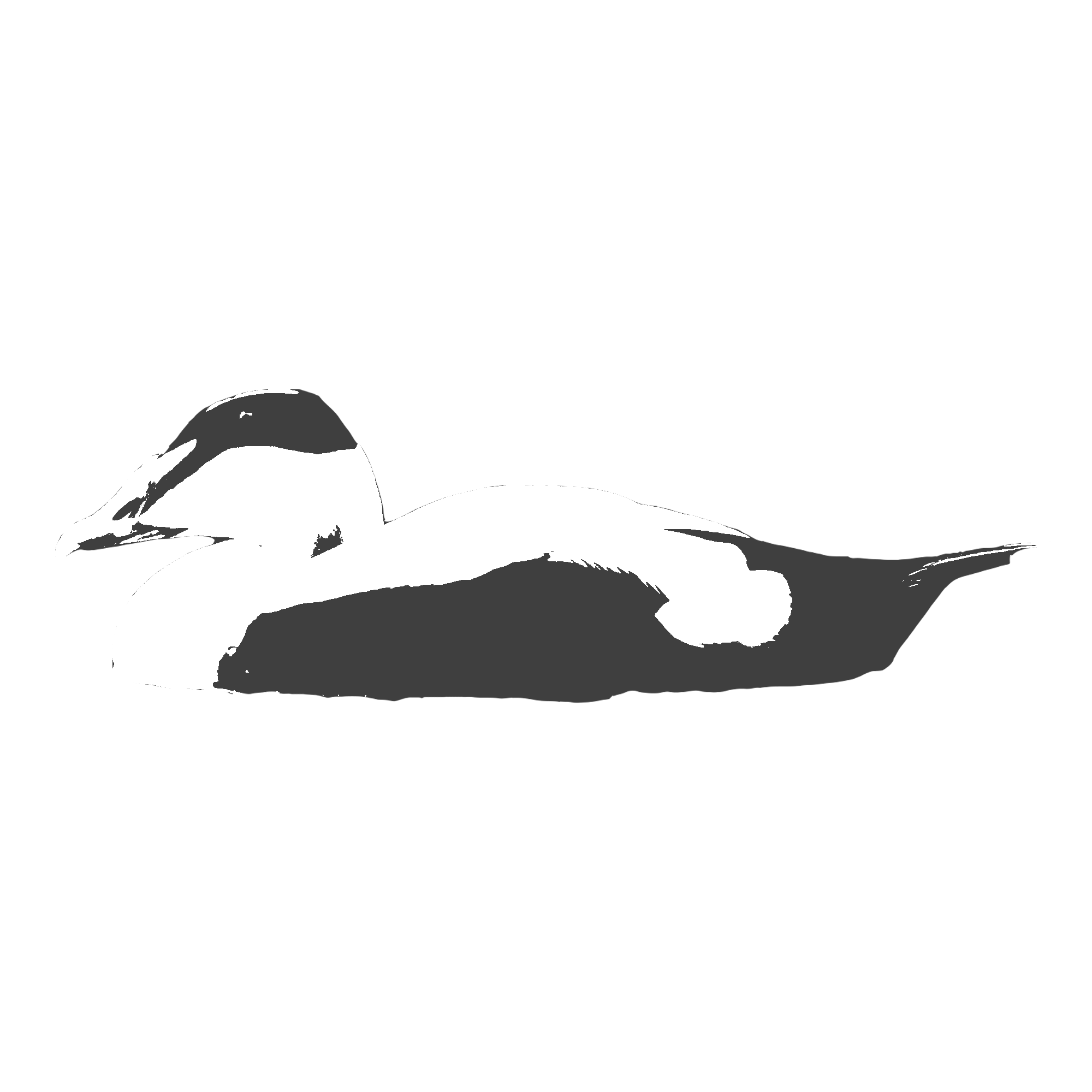 Common-Eider.png