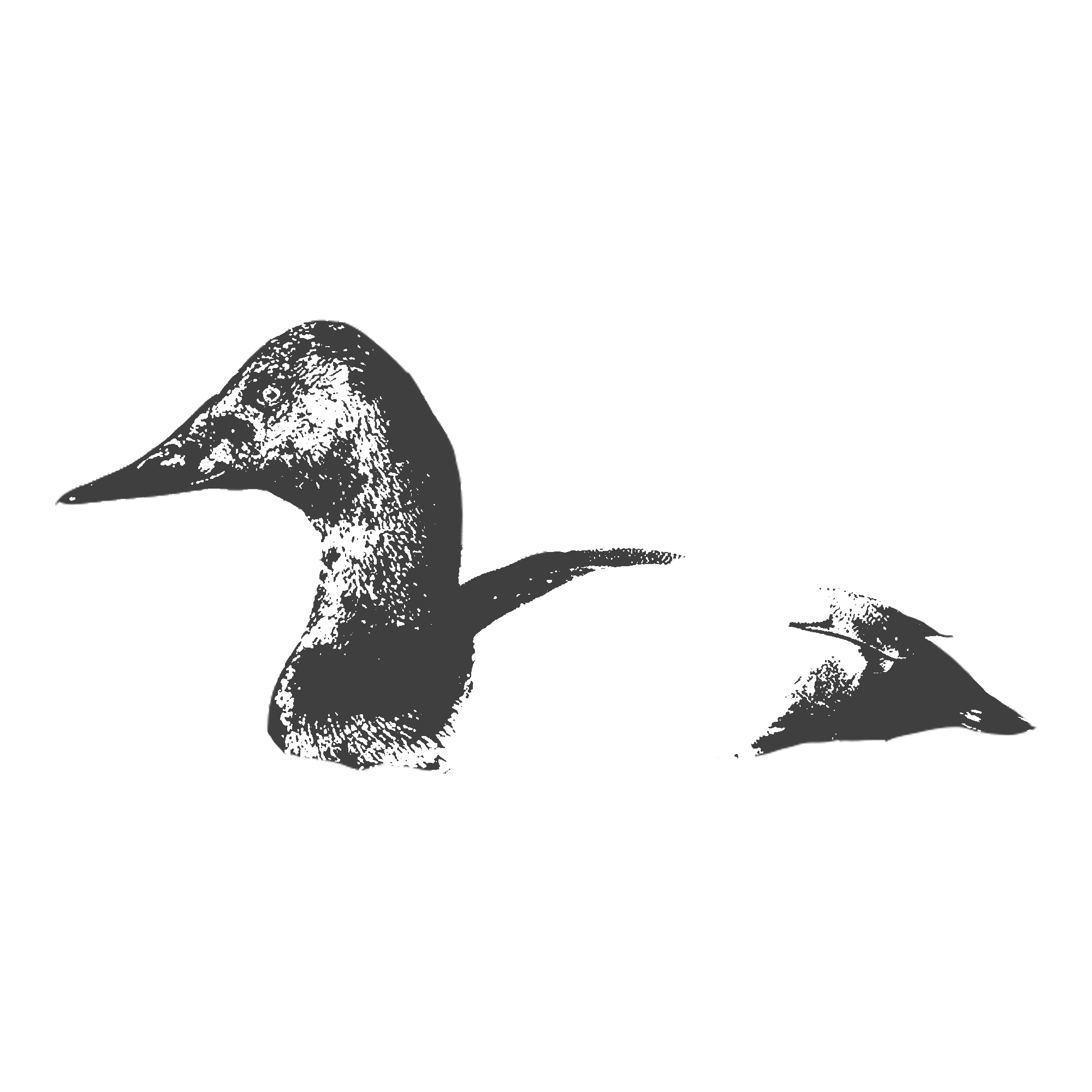 Canvasback.png