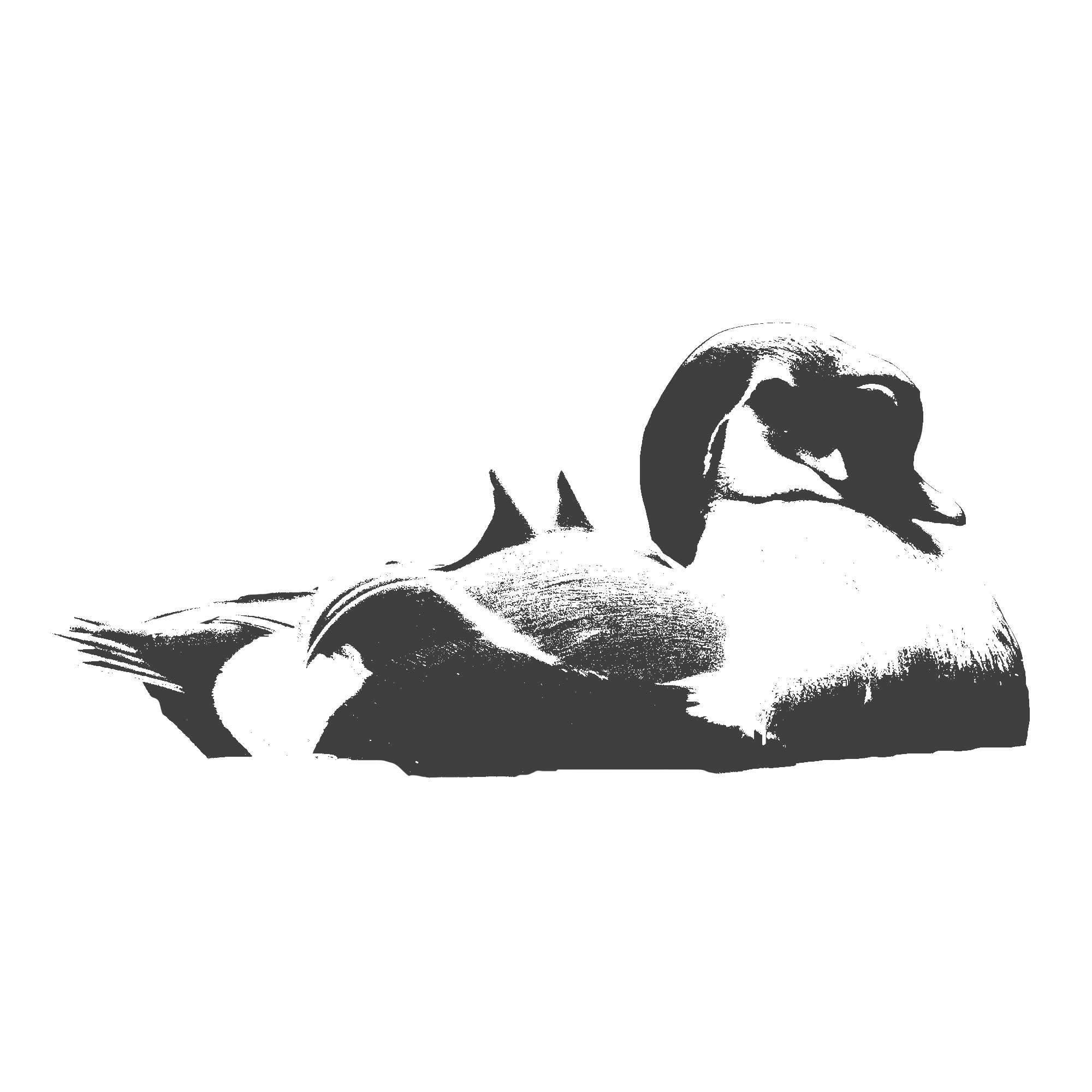 King-Eider.png