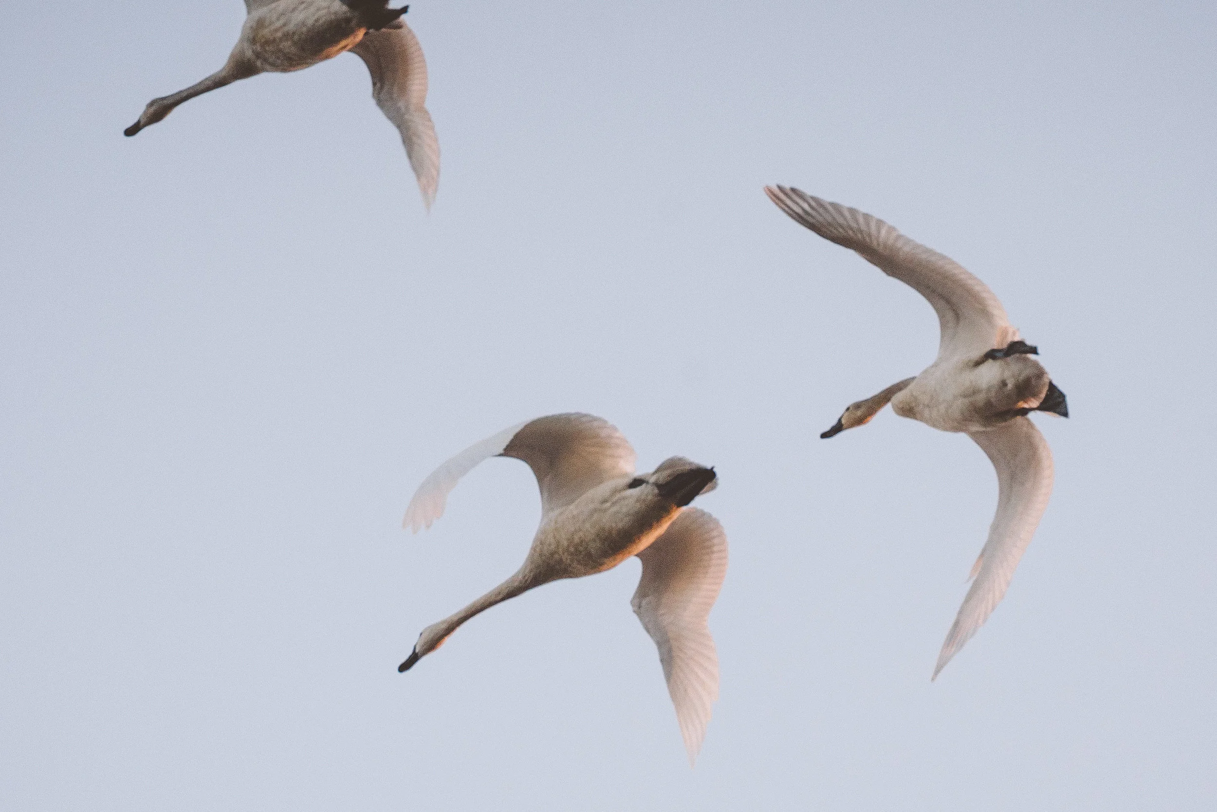  Photo in the CA Delta from 2013. Shot by Ben Potter 