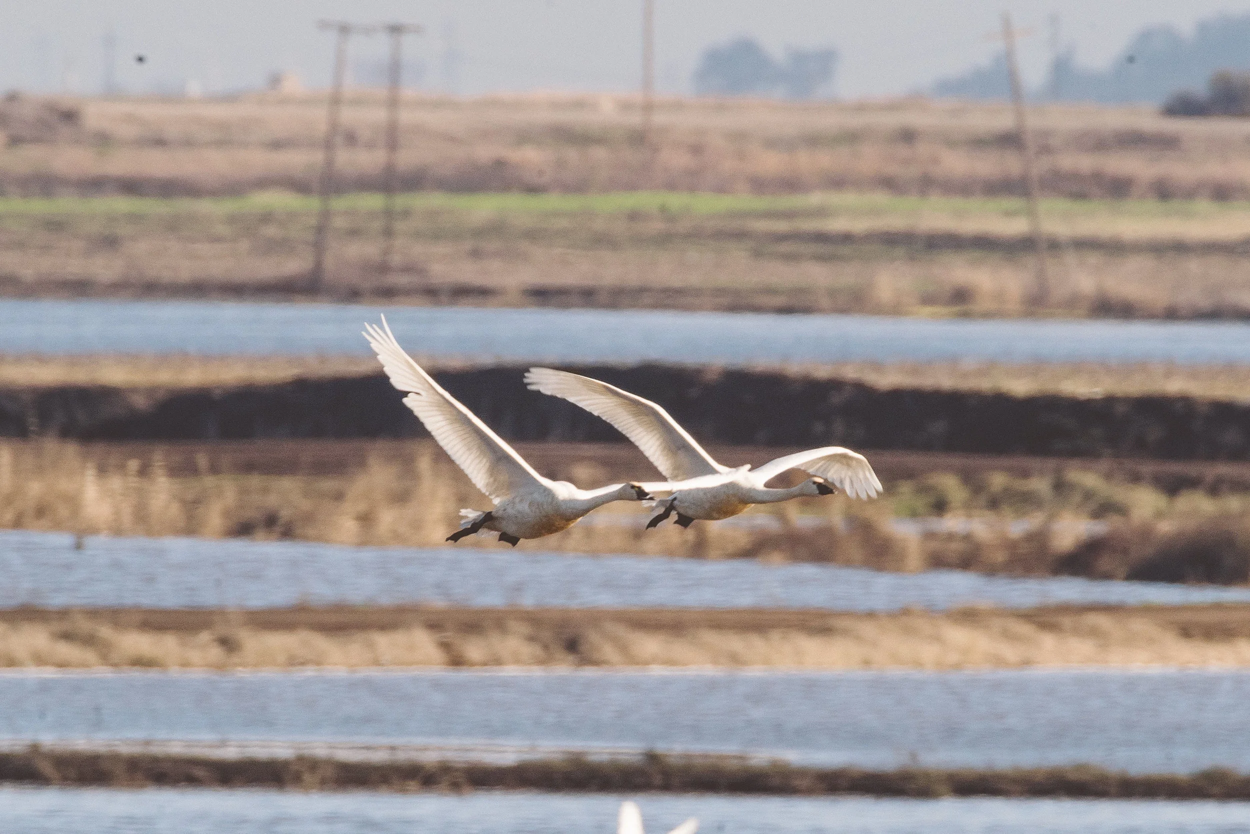 Photo in the CA Delta from 2013. Shot by Ben Potter 