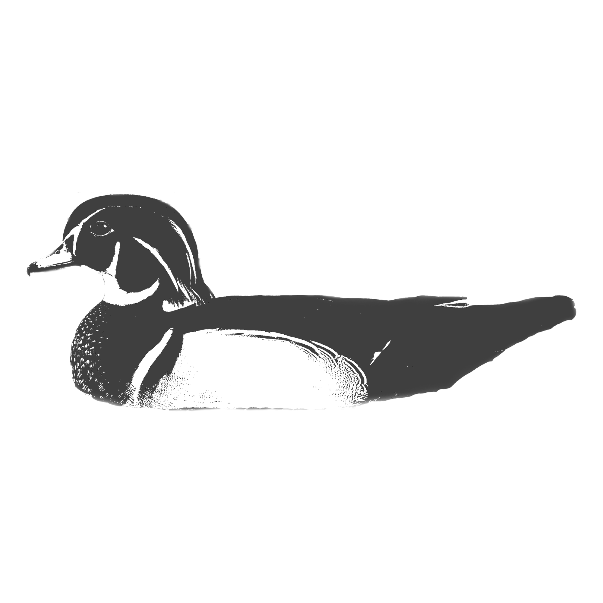 Wood-Duck.png