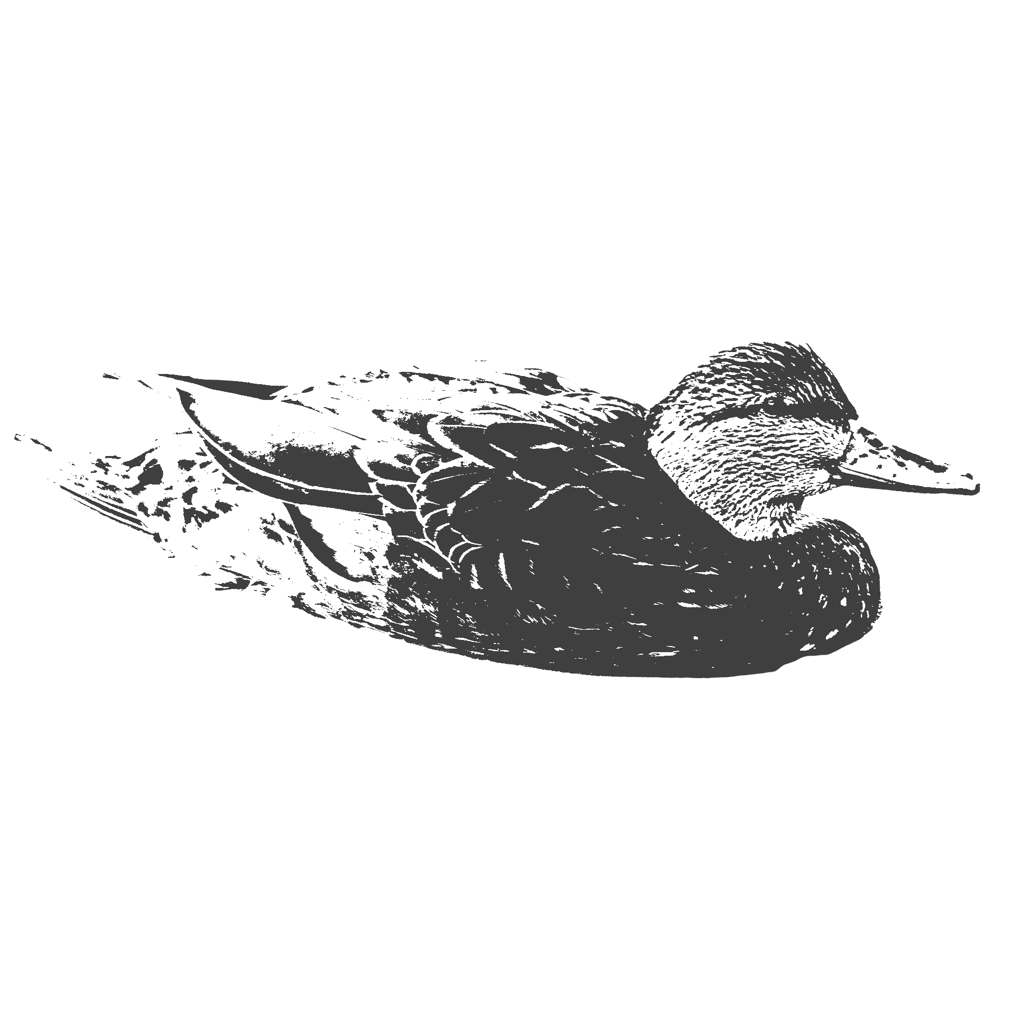 Black-Duck.png