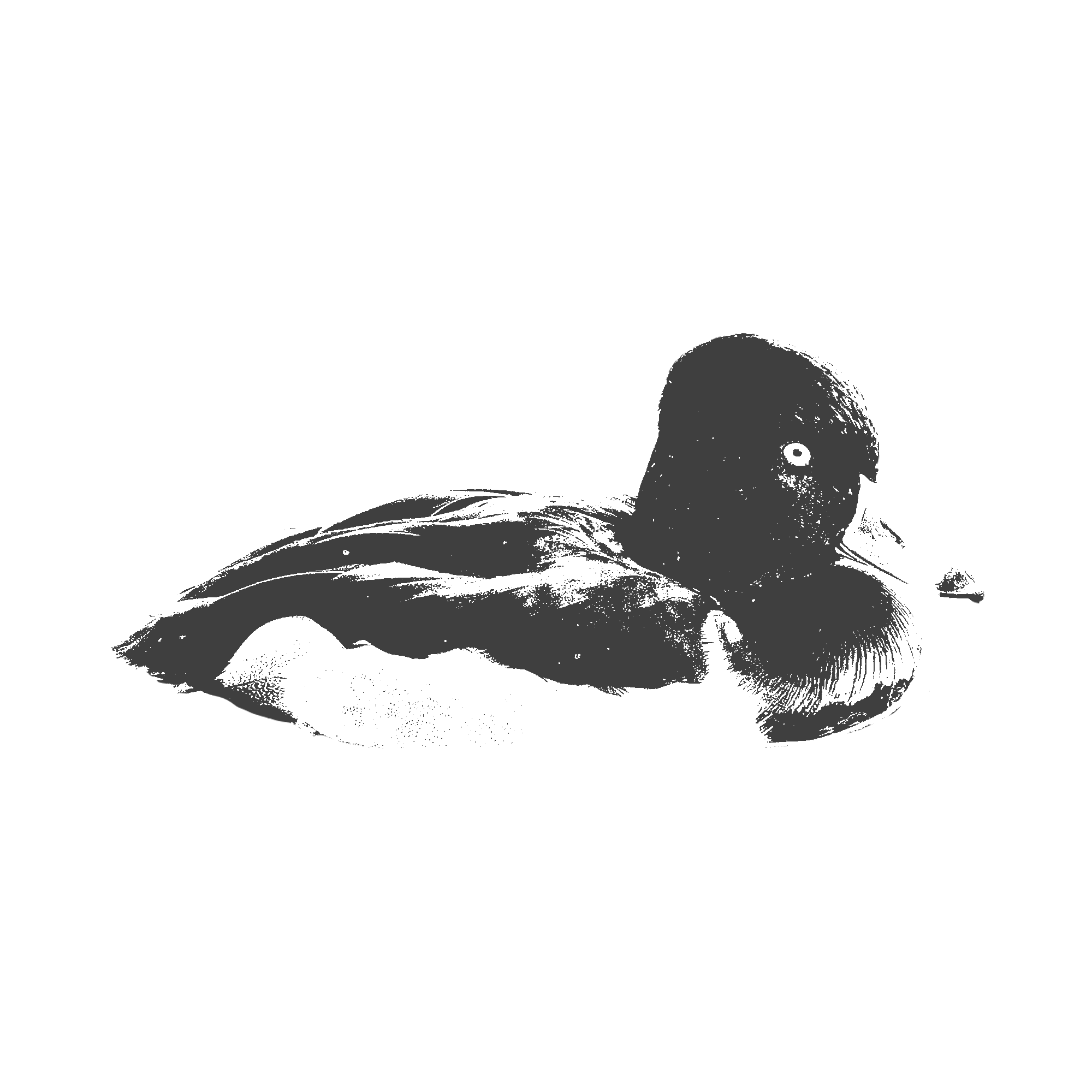 Ring-Necked-Duck.png