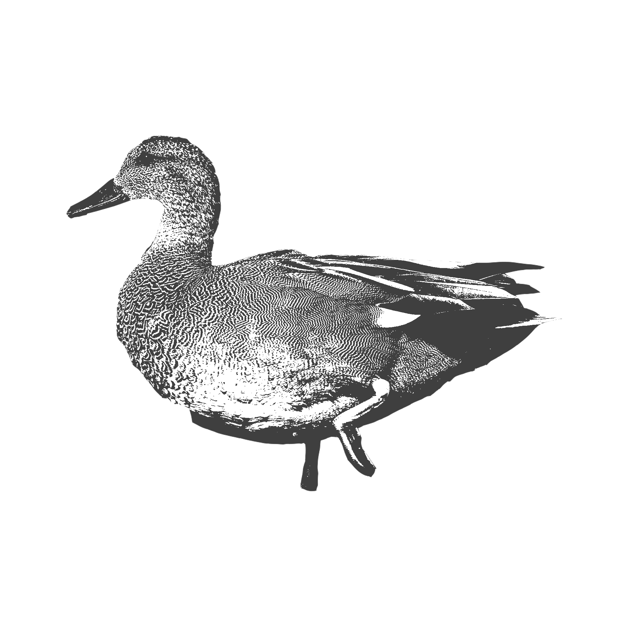 Gadwall.png